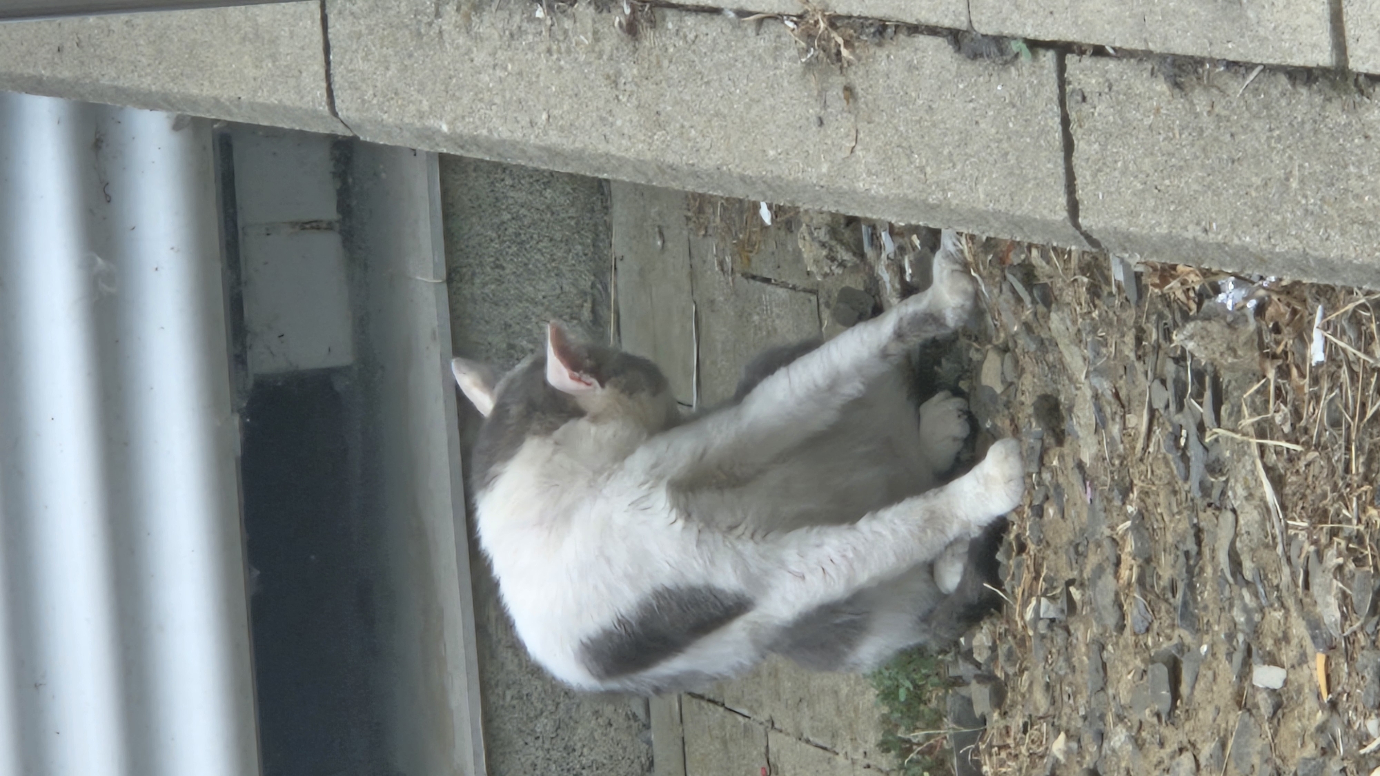 A medium shot captures a grey and white cat grooming itself outdoors. The cat is sitting on a rough, gravelly surface with scattered small stones and dried vegetation. To the left of the cat, a white horizontal structure with a dark, recessed opening is visible, suggesting a building facade. To the right, a portion of a grey concrete structure, possibly a retaining wall or curb, runs vertically along the edge of the frame. The cat's body is contorted as it focuses on cleaning its back, with its head turned downwards. The overall environment appears to be an urban or semi-urban setting with elements of decay and neglect. The image does not contain any discernible references to the city of Veľké Slemence, Slovakia.