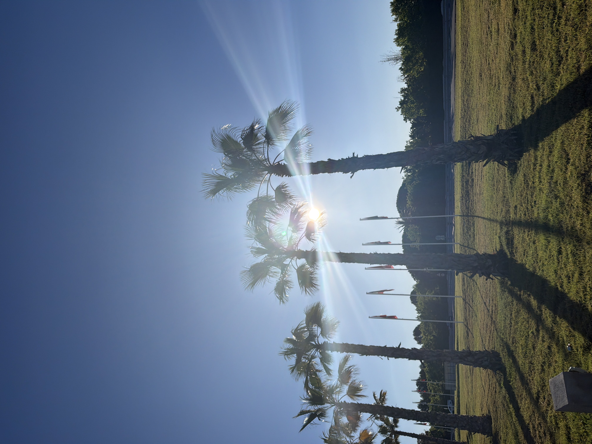The image shows a row of palm trees in Mont-roig del Camp, Spain, backlit by the sun. The sky is clear and blue. Flags are visible in the background. The foreground is grassy. The image is taken from a low angle.