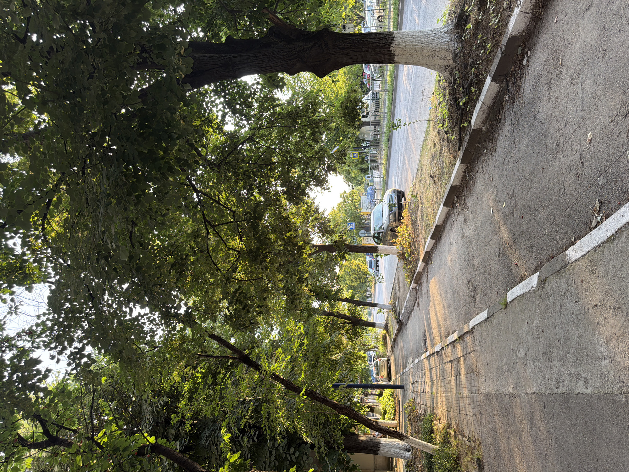 The image shows a street in Pazardzhik, Bulgaria. The street is lined with trees on both sides, casting shadows on the sidewalk and road. Cars are parked along the side of the road, and some are driving. The sidewalk is made of concrete and is bordered by a curb. The trees have white paint around the base of their trunks. The sun is shining, and the sky is clear. The scene appears to be a typical urban street on a sunny day.