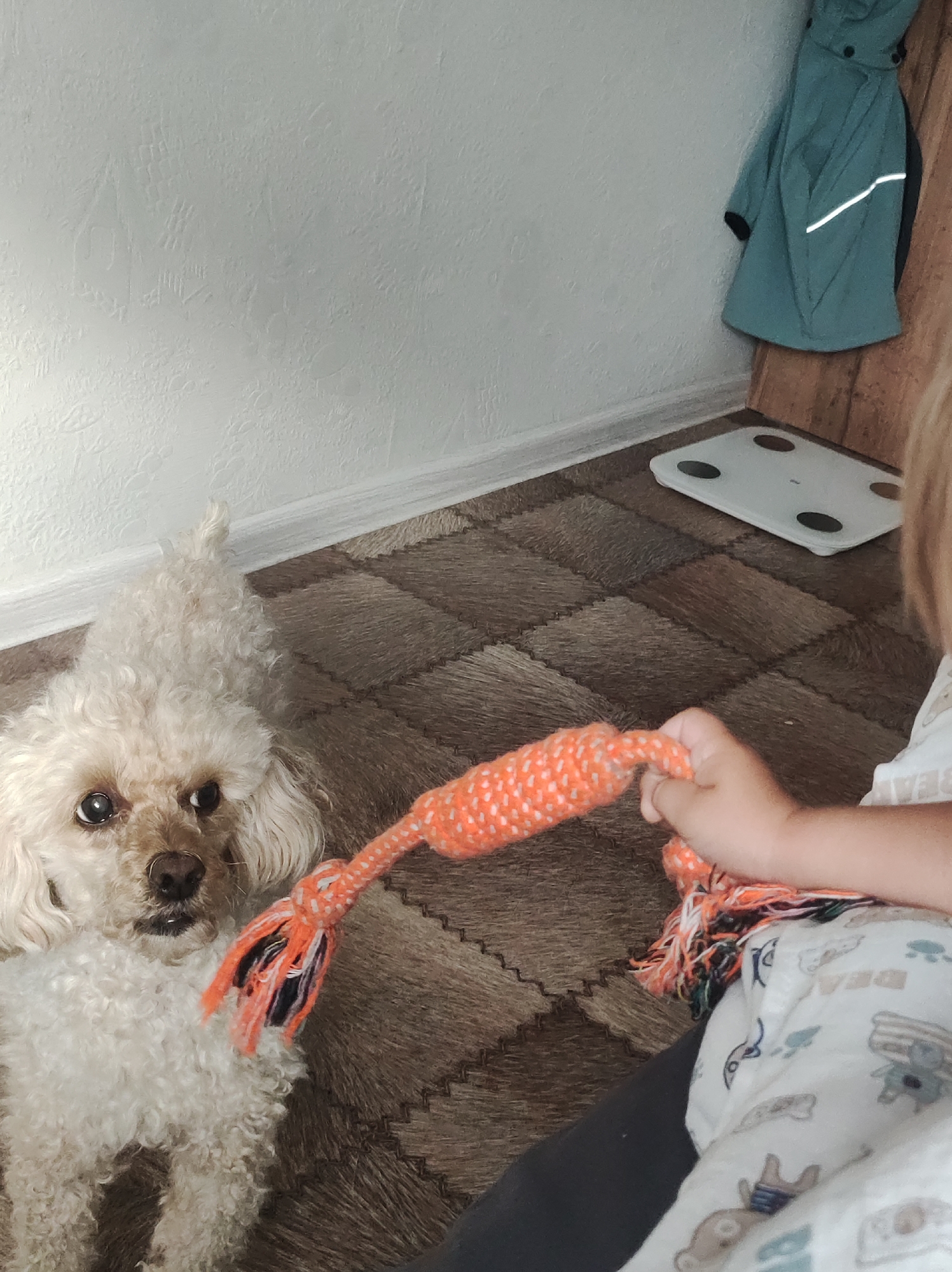 A white poodle with a light brown nose and dark eyes is lying on a patterned floor, looking up at the camera. In front of the dog, a child's hand is holding an orange rope toy with frayed ends. The child is wearing a white shirt with a pattern of cartoon animals. In the background, a wall with textured white wallpaper is visible. To the right, a teal-colored jacket hangs on a wooden board. A white digital scale with black circles is on the floor near the wall. The scene appears to be indoors, likely in a residential setting. The location is not specified in the provided image or crops.