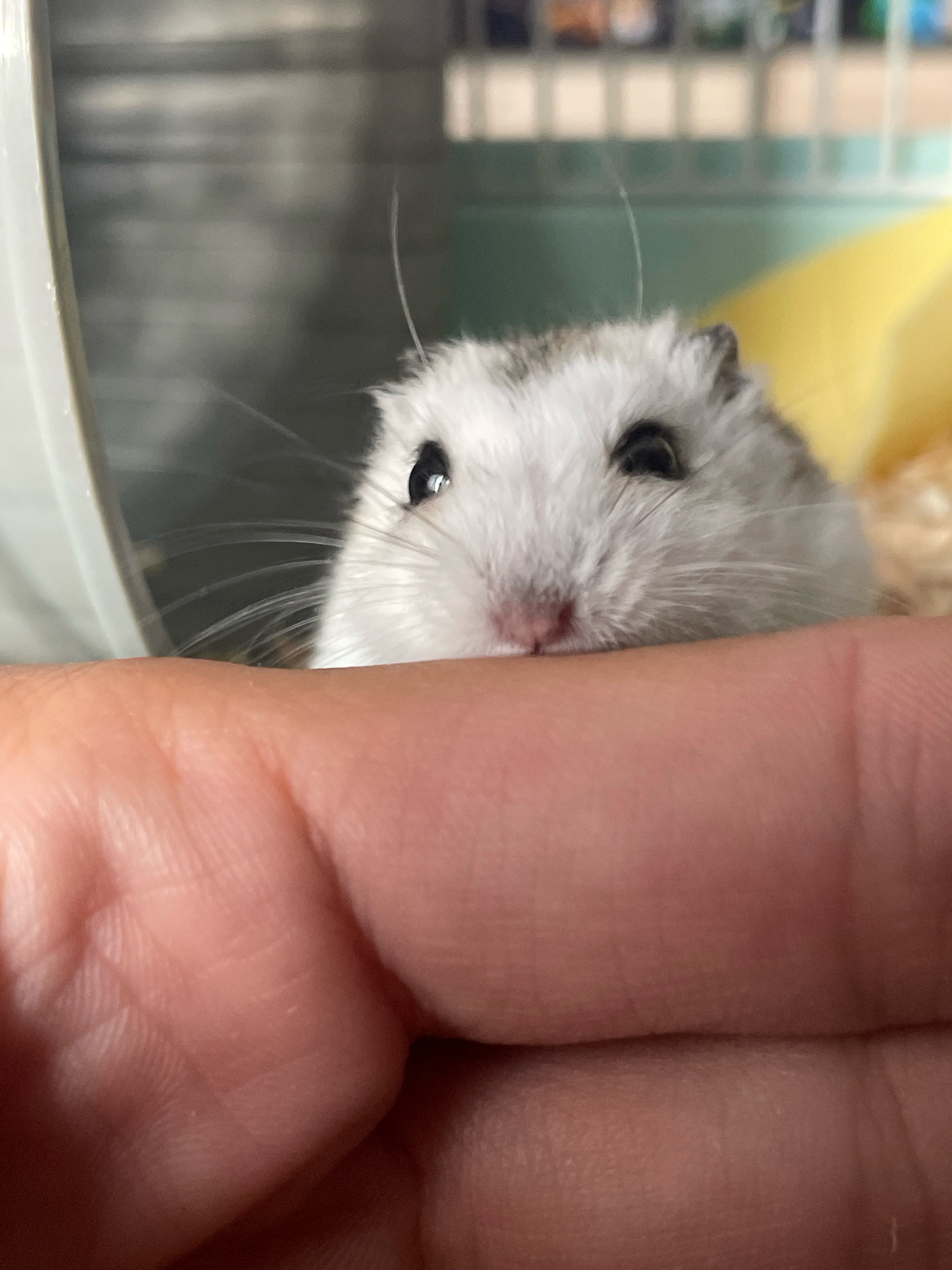 The image is a close-up, eye-level shot of a dwarf hamster peeking over a person's hand. The hamster's face, with its dark eyes and pink nose, is the primary subject. The hamster is predominantly white with grey markings on its head and back. The person's hand is in the foreground, with its skin texture and lines clearly visible, appearing to be held up to support or interact with the hamster. The background is blurred, showing parts of a cage or enclosure with a green and white striped pattern, and a yellow object which might be bedding or a toy. The lighting appears to be soft, possibly from an indoor source. There is no indication of the location being Baranovka, Russia, or any other specific city.