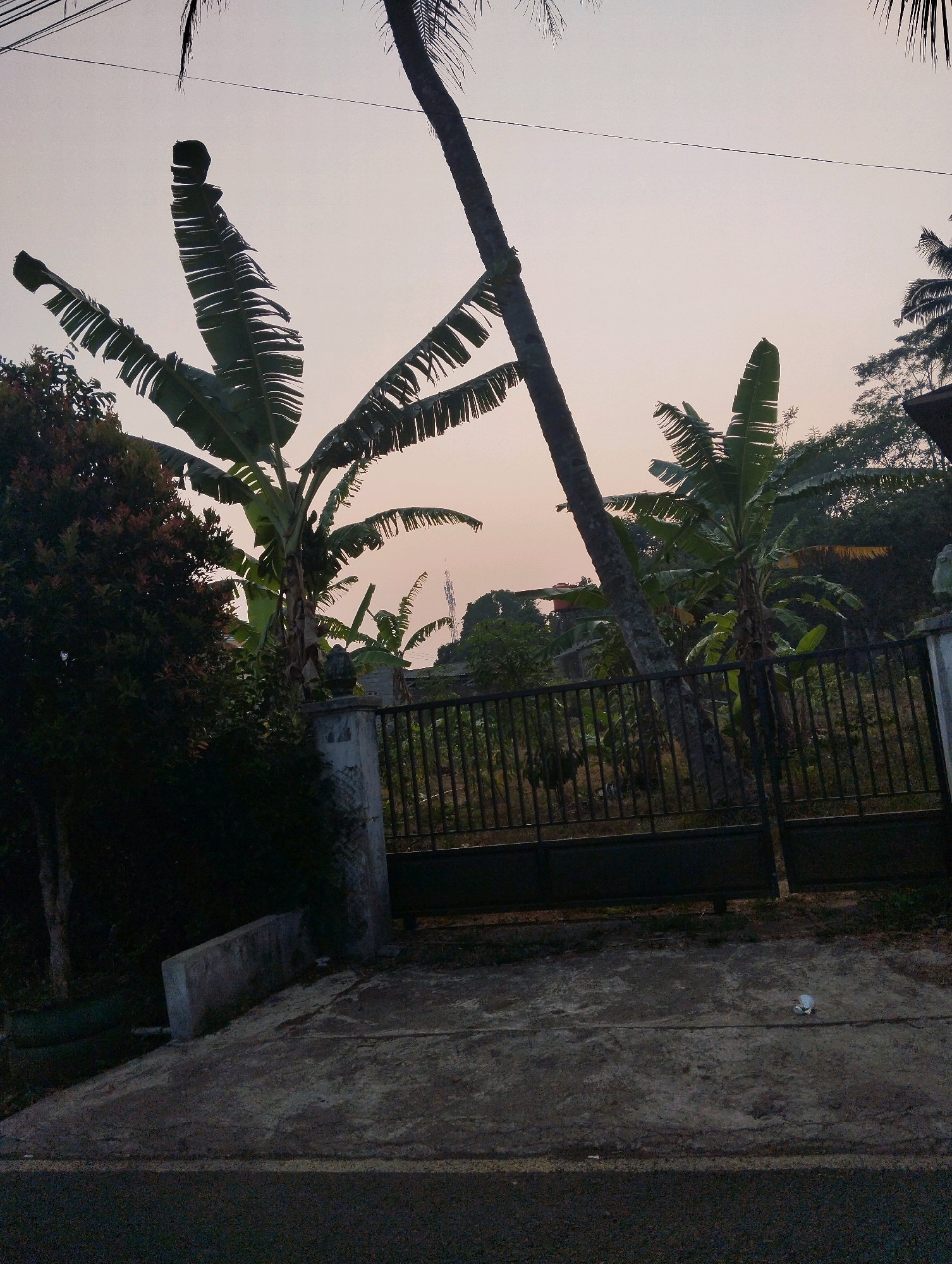 The image depicts an outdoor scene in Salatiga, Indonesia, with a focus on natural elements and a fence. A tall, slender palm tree trunk leans diagonally across the frame from the upper right towards the center, its fronds visible against a pale sky. To the left of the palm, several large banana leaves, characteristic of banana trees, are prominent, some appearing somewhat tattered.
In the background, dense foliage and trees create a natural backdrop. A dark metal gate with vertical bars spans across the mid-ground, supported by concrete pillars. The ground in front of the gate is paved with concrete, with a section of asphalt road visible in the foreground. A small white object, possibly trash, rests on the concrete pavement. The overall lighting suggests either early morning or late afternoon. There are no people or animals visible in the image.