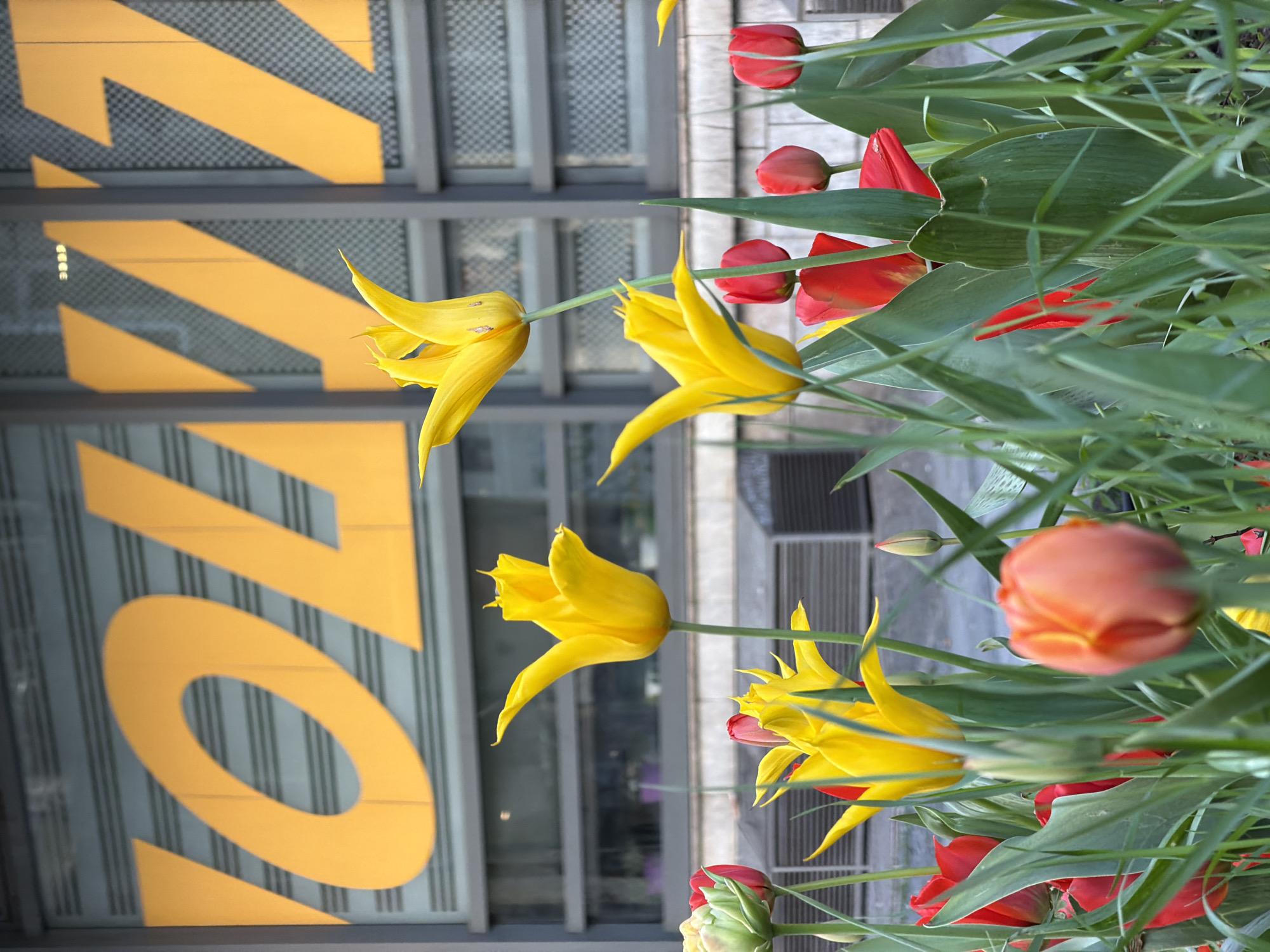 The image shows a close-up of yellow and red tulips in front of a building. The building has a yellow "ON" sign with a zig-zag pattern behind it. The location is Belgrade, Serbia. There are no people visible. The tulips are the main subject, and they are growing in an urban environment.