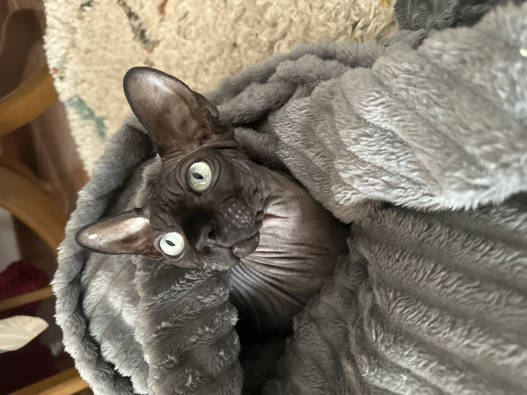 A hairless cat is wrapped in a gray, plush blanket. The cat has gray skin, large ears, and green eyes, and it is looking directly at the camera. The background is slightly out of focus, showing a tan rug. The location is unspecified.