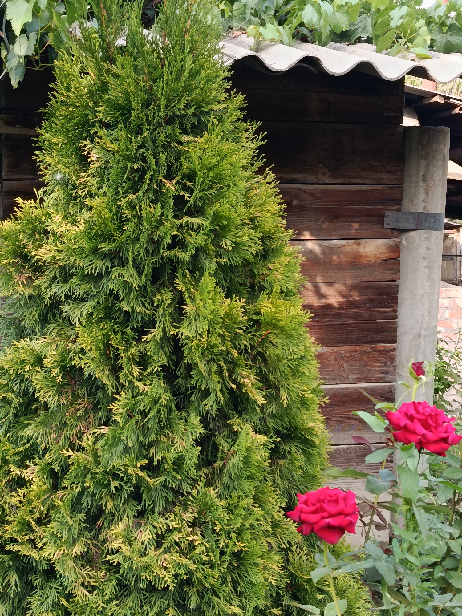 In the city of Karasu, Kazakhstan, a dense, conical evergreen tree, possibly a thuja, dominates the left side of the frame. Its foliage is a vibrant green, tinged with yellow in places, and appears to be textured with fine, scale-like leaves. Behind the tree, a rustic wooden wall forms the background, constructed from horizontal planks of varying shades of brown, some showing signs of age and weathering. A corrugated, grey roof structure is visible above the wall, with green leaves and vines trailing over its edge. To the right of the evergreen, a concrete pillar stands vertically, with a dark metal band secured around its upper section. In the foreground, on the right side of the image, two vibrant red roses are in bloom. The roses have deep red petals and are supported by green stems and leaves, suggesting a garden setting. One rose is fully open, while the other is a budding flower. The overall scene evokes a natural, somewhat overgrown garden environment against a backdrop of utilitarian structures.