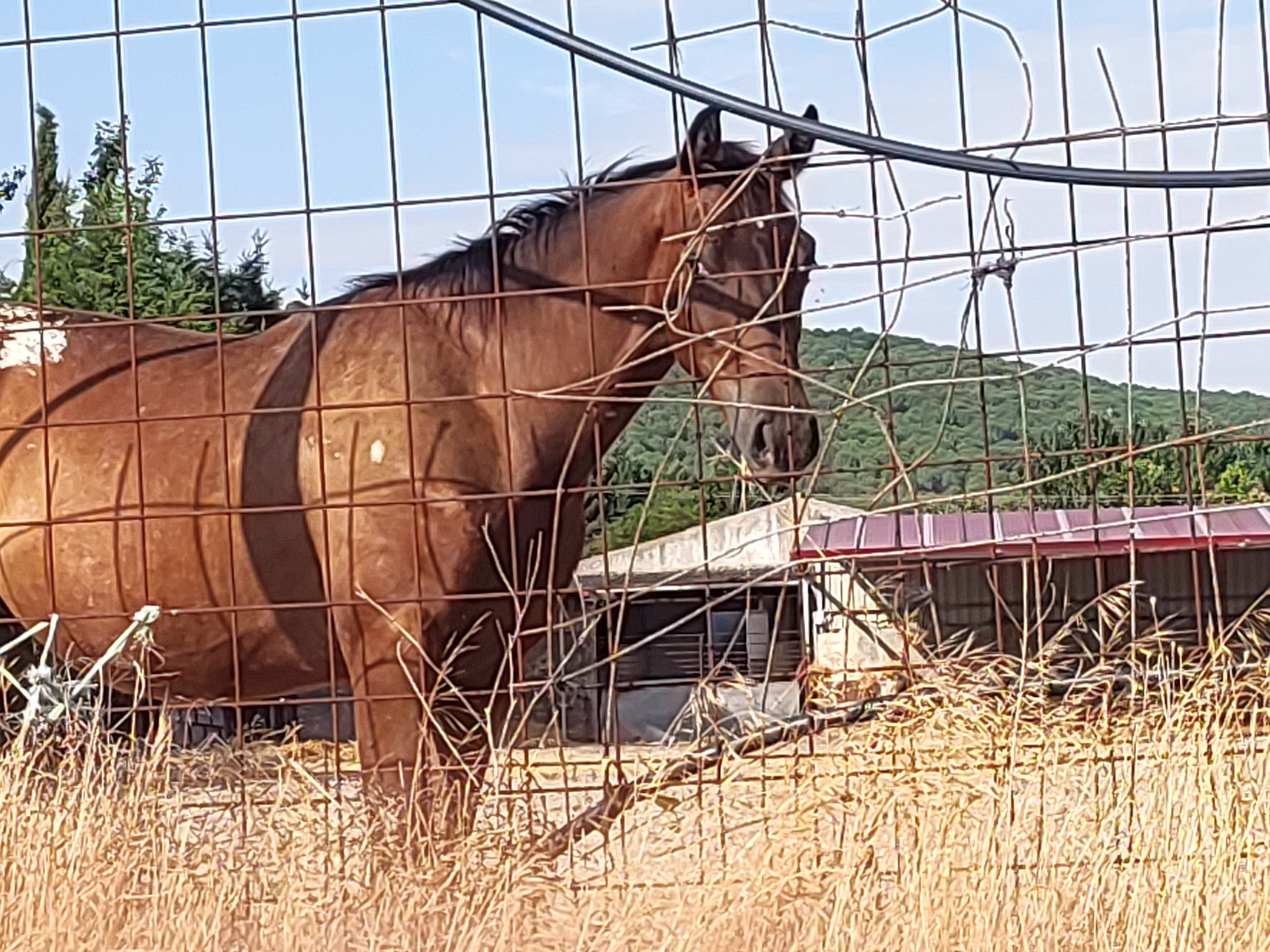 The image shows a brown horse behind a wire fence, in a rural setting. The horse is facing to the right, with its head turned slightly towards the viewer. There are some white markings on its flank. In the background, there is a building with a red roof, and behind that, a green, tree-covered hill. The ground is covered in dry grass. The scene appears to be outdoors, possibly on a farm or ranch. The sky is blue and clear. The overall impression is one of a peaceful, rural landscape. There is no visible evidence of any city or town.