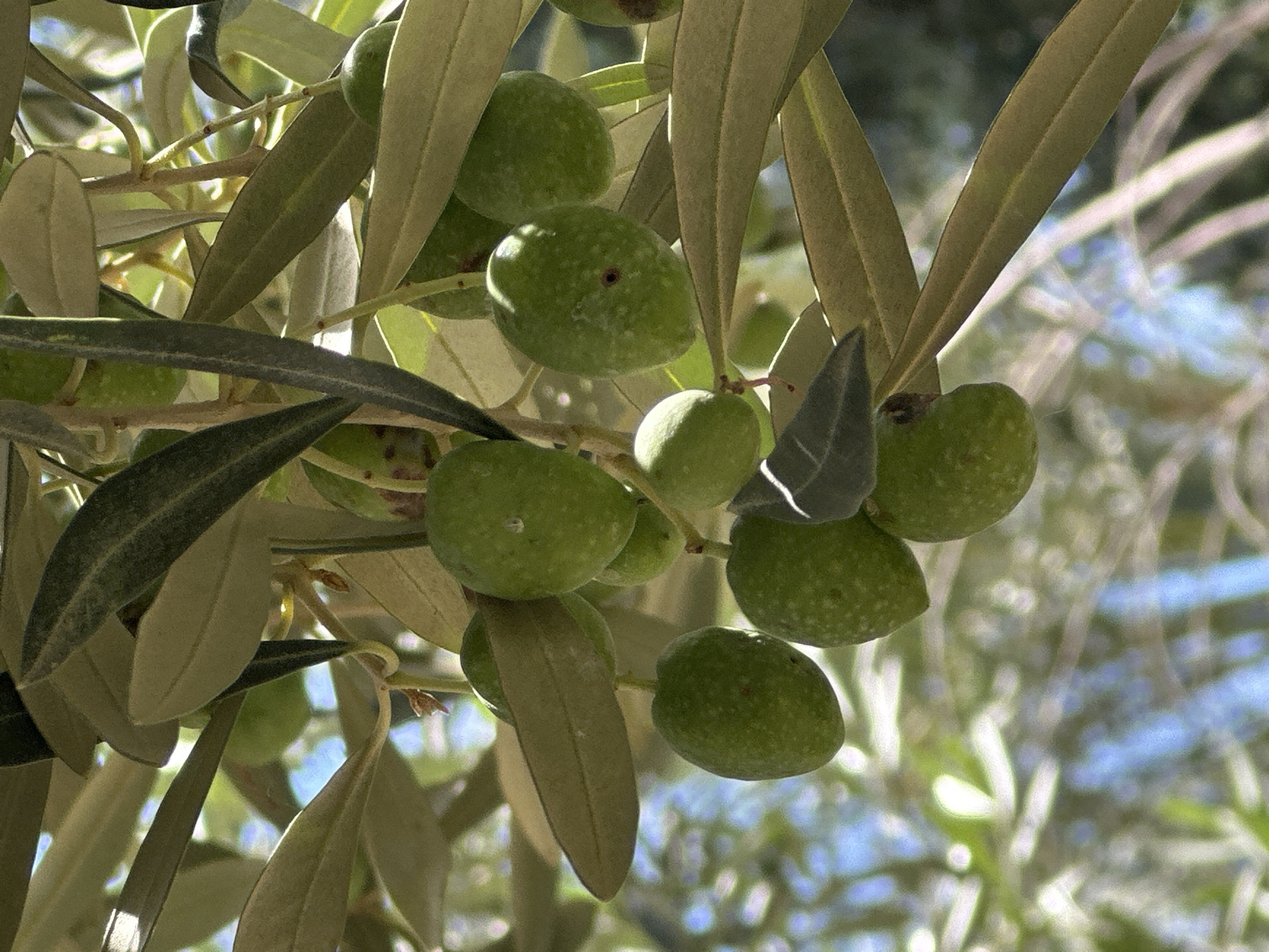This is a close-up, eye-level, medium shot of unripe green olives hanging from an olive tree branch. The olives are clustered together, with several leaves and stems visible. The background is blurred, suggesting a sunny day with dappled light filtering through the leaves. The image appears to have been taken outdoors. The scene is devoid of any human presence. This photograph was taken in the city of Haifa, Israel, likely in a garden or park setting where olive trees are common.