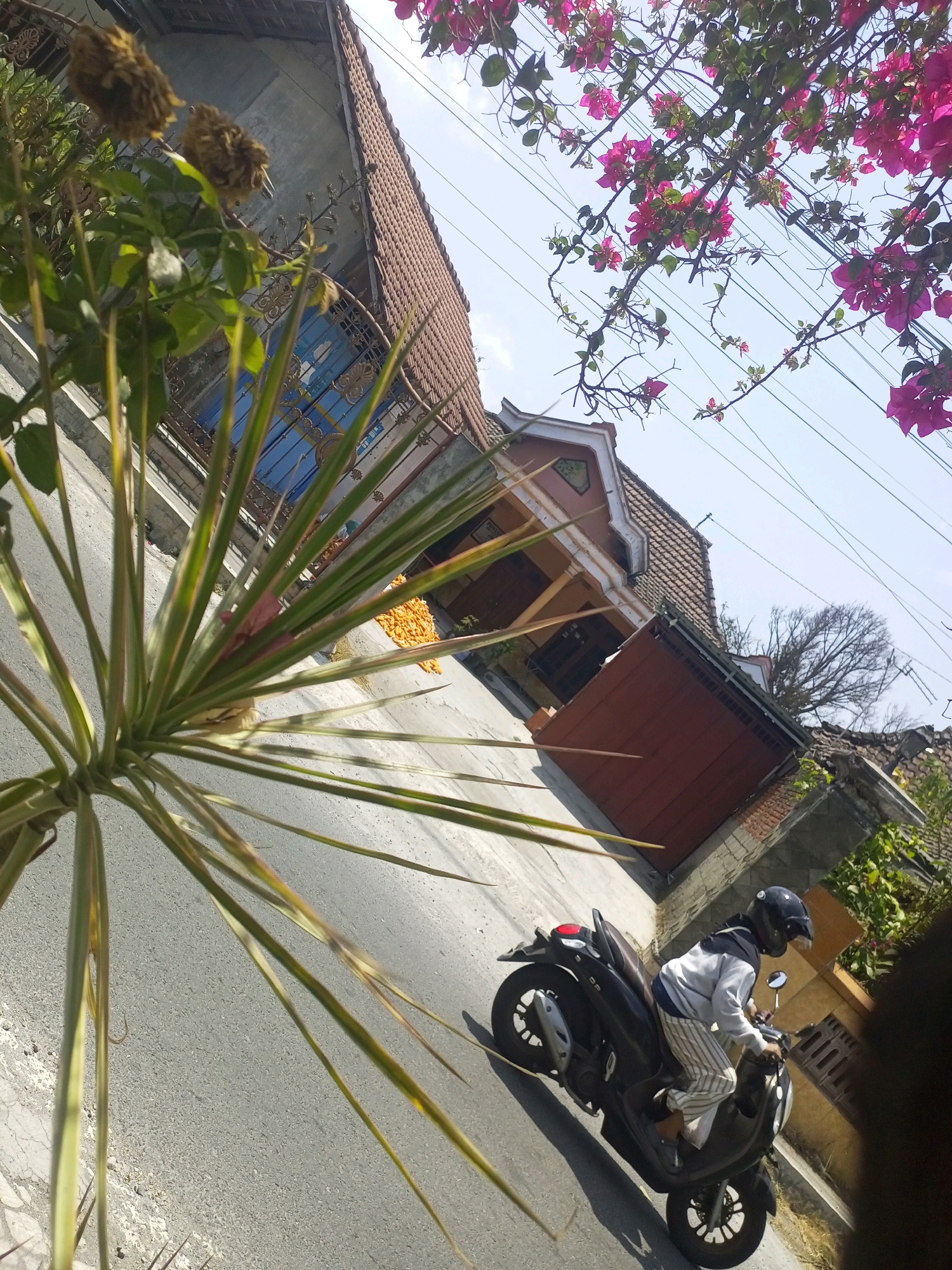 In Ngasem, Indonesia, a person wearing a helmet rides a dark-colored scooter down a paved street. The rider is dressed in a light gray jacket and striped pants. The scooter has a red taillight. The street is lined with houses, one of which has a terracotta tiled roof and a large brown garage door. In the foreground, the leaves of a spiky green plant are visible, partially obscuring the view. Pink bougainvillea flowers bloom on a branch in the upper right portion of the image. The sky is clear and bright. The scene is bathed in sunlight, casting shadows on the street.
