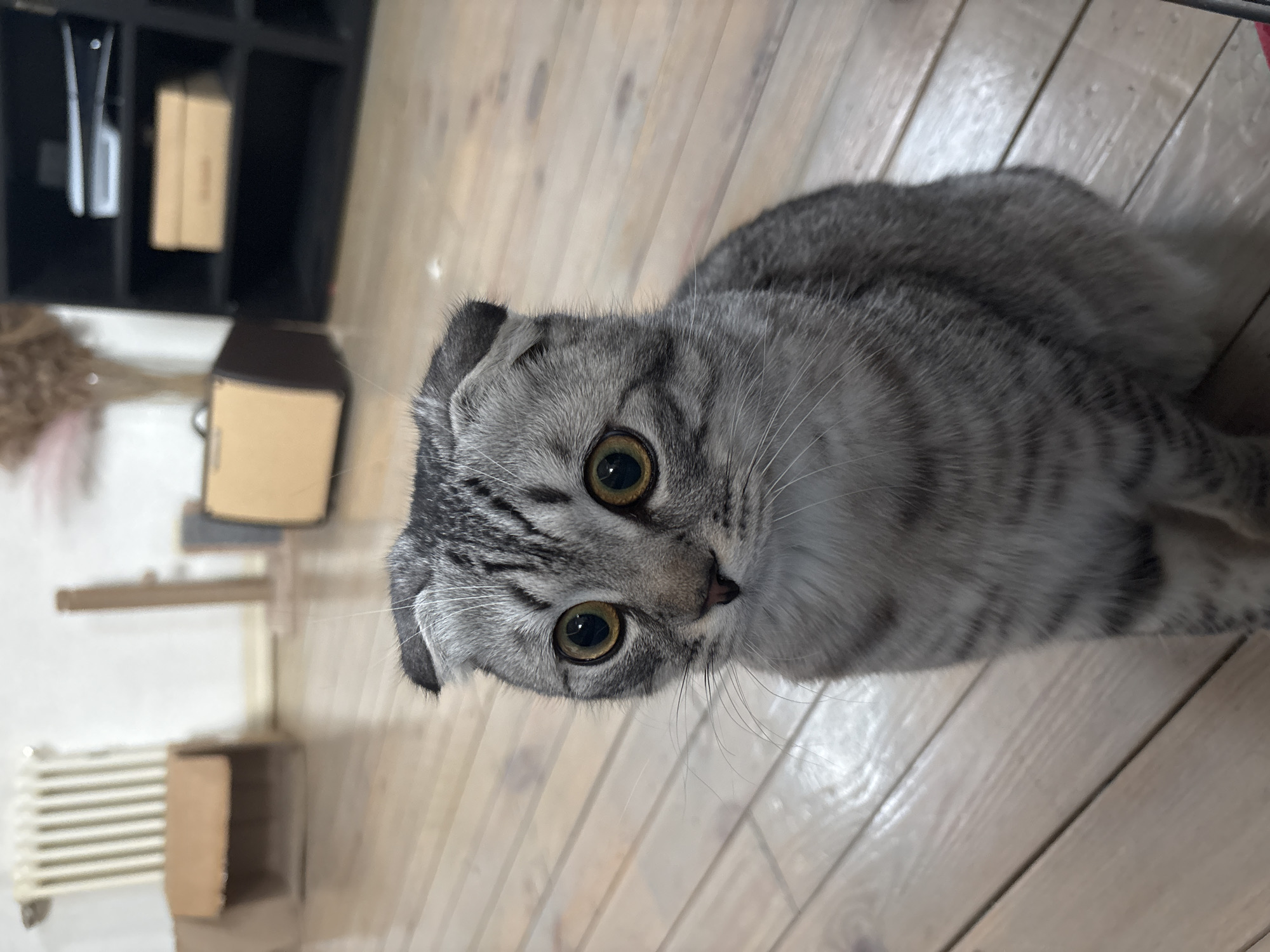 A gray tabby Scottish Fold cat is lying on a light-colored wooden floor. The cat is oriented towards the left side of the frame, with its head tilted upwards towards the camera. The cat has round, golden eyes. Behind the cat, there is a dark-colored shelving unit, cardboard boxes, a cat tree, and a white radiator. The image was taken indoors. The location is likely a home in Perm, Russia.