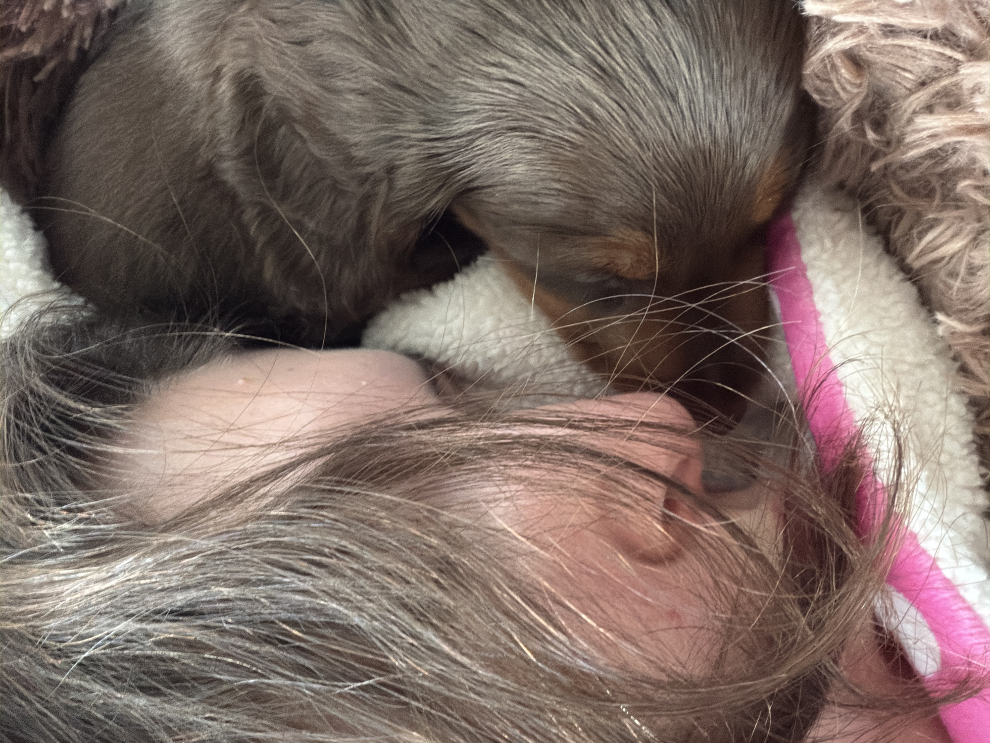 The image shows a person's face lying next to a dachshund puppy. The person has fair skin and brown hair, and their face is partially covered by their hair. The puppy is brown and appears to be curled up or resting near the person's face. The background includes a fuzzy blanket or pet bed, with a white and pink object visible near the edge. There is no information to suggest the location is Montreal, Canada.