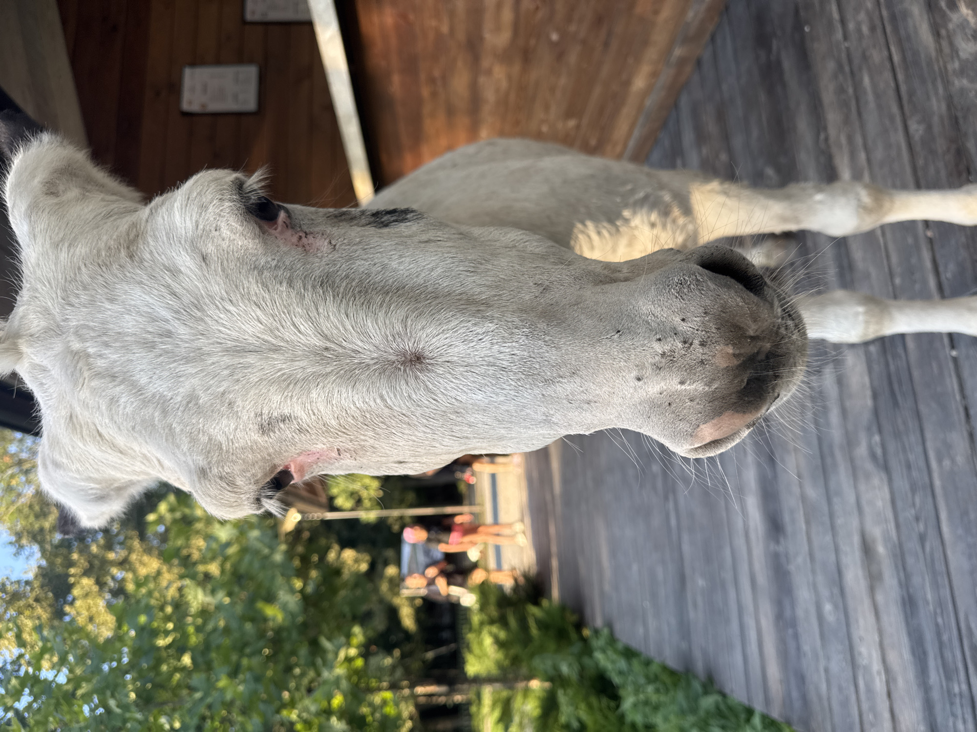 A white donkey is standing on a wooden pathway in Orlivshchyna, Ukraine. The donkey's face fills the foreground of the image, with its eyes and muzzle clearly visible. Its fur is white and appears somewhat coarse. Behind the donkey, a wooden building with horizontal planks is visible, and to the left, there is a lush green area with trees and some people walking in the distance. The lighting suggests it is daytime, possibly late afternoon, with dappled sunlight filtering through the trees. The pathway is made of weathered wooden planks laid horizontally. In the background, two individuals, possibly children, are walking away from the camera, one wearing a pink head covering. The overall setting appears to be an outdoor recreational area or a park.