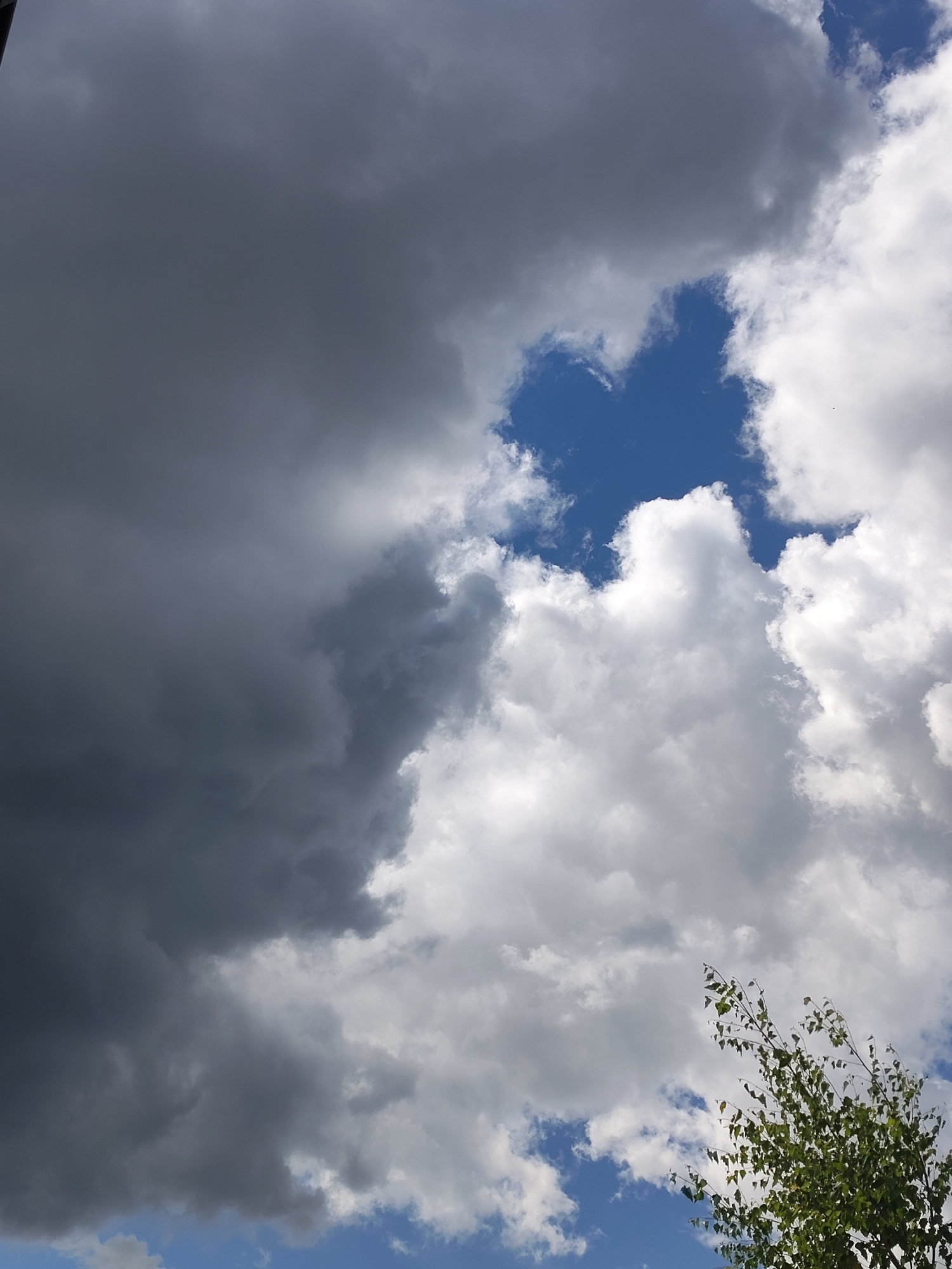 A low-angle shot captures a dramatic sky over Skurygino, Russia. The sky is filled with a dynamic display of clouds, with a stark contrast between dark, ominous storm clouds on the left and bright, puffy white clouds on the right. A gap in the clouds reveals a patch of vivid blue sky, creating a striking visual effect. The lighting suggests it is daytime, possibly mid-afternoon, with the sun intermittently breaking through. A small, leafy tree branches into the frame from the lower right corner, its green foliage a vibrant counterpoint to the cloudy sky. The overall impression is one of changing weather, with the potential for rain hinted at by the dark clouds, juxtaposed with moments of brightness. No text is visible in the image.