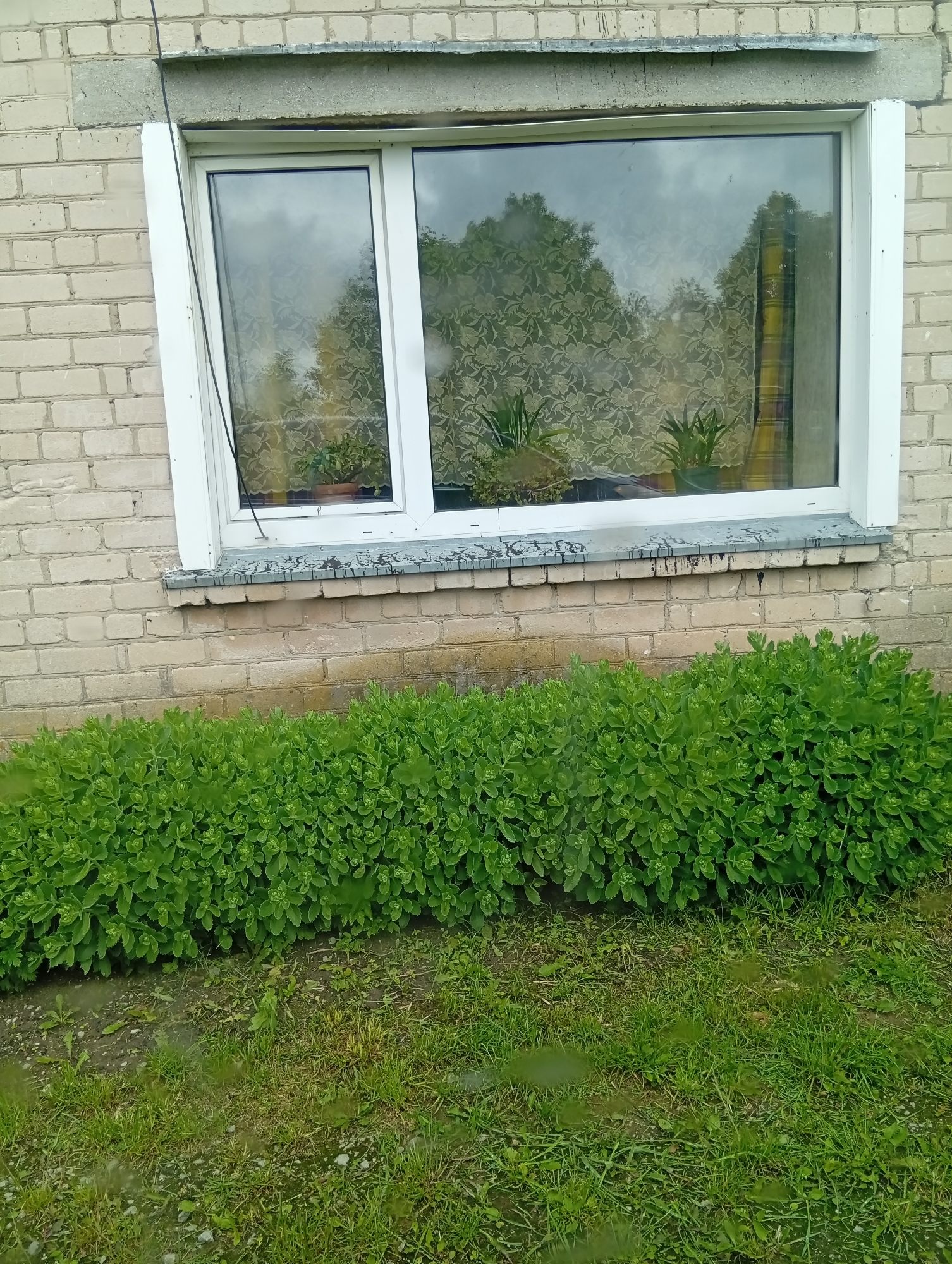 In Krikliai, Lithuania, this image captures the exterior of a light-colored brick building featuring a white-framed window. The window is divided into two sections, with the left side being a sliding pane. Inside the window, floral patterned curtains are visible, and several potted plants, including what appears to be a succulent, are placed on the windowsill. Outside, a dense, low-lying row of green leafy plants runs along the base of the building, extending across the frame. Beyond the plants, a patch of green grass with scattered dirt and small stones covers the ground. The overall scene suggests an outdoor view of a residential or commercial property.