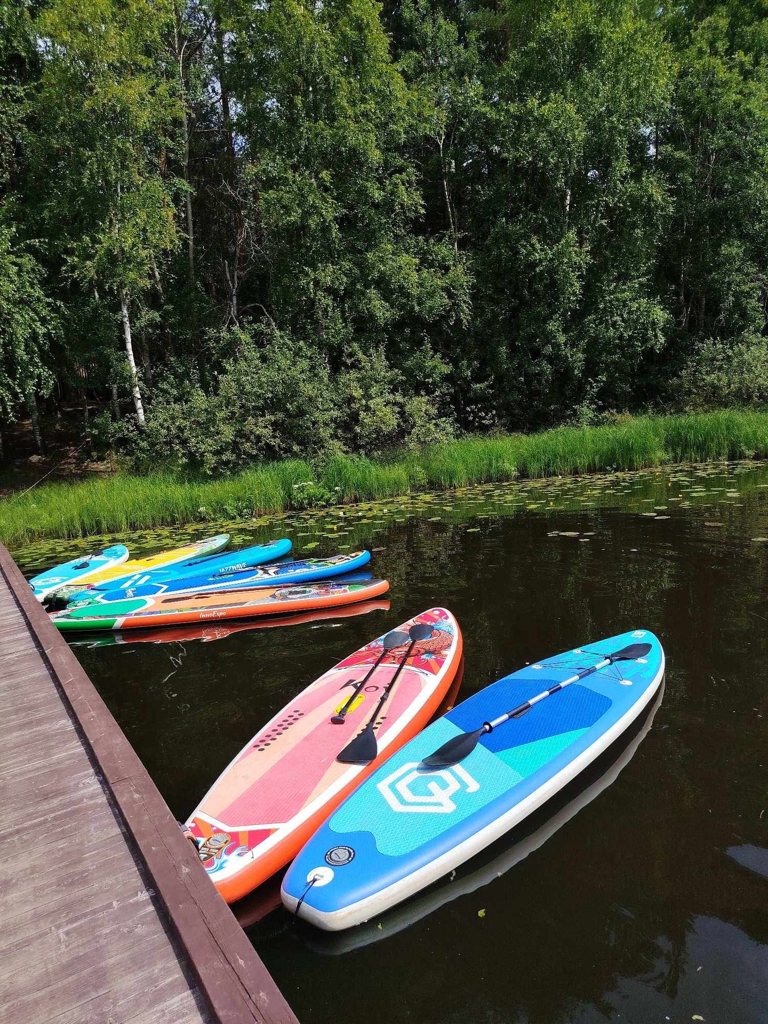 This is a medium shot, eye-level, outdoor photograph taken on a sunny day. The image depicts a body of dark, calm water, likely a river or lake, bordered by dense green trees and vegetation. Several paddleboards are lined up along a wooden dock in the foreground, suggesting a recreational area or rental facility. The paddleboards are colorful and of varying designs, with paddles resting on them. The water's surface is partially covered with lily pads, indicating a natural setting. The overall impression is one of a peaceful, natural environment suitable for water sports, potentially in the city of Vylytdor, Russia, given the context. There are no people visible in the image.