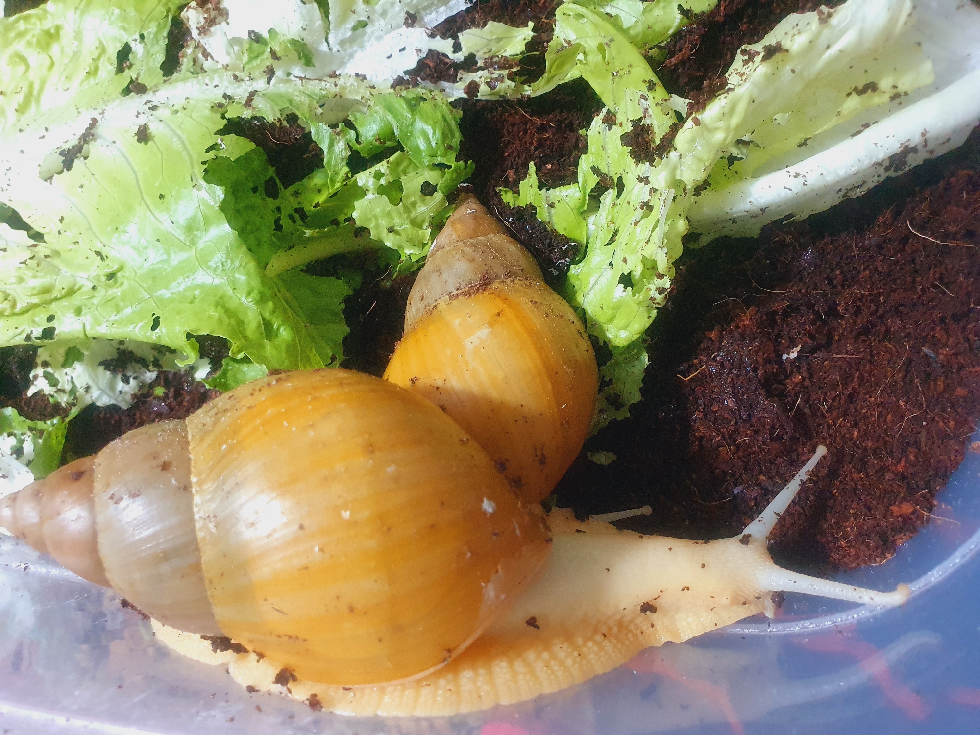 This is a close-up, top-down shot of two terrestrial snails with light brown, conical shells, nestled in dark brown soil and scattered with torn pieces of green lettuce. The larger snail's body is pale and extends out of its shell, with two visible antennae. The snails are positioned on the left and center of the frame, with lettuce leaves occupying the right and upper portions. The environment appears to be a terrarium or enclosure, as indicated by the translucent blue edge visible on the left. There are no people or signs of human activity beyond the setup of the enclosure. The image does not provide any information about the city of Shiraz, Iran.