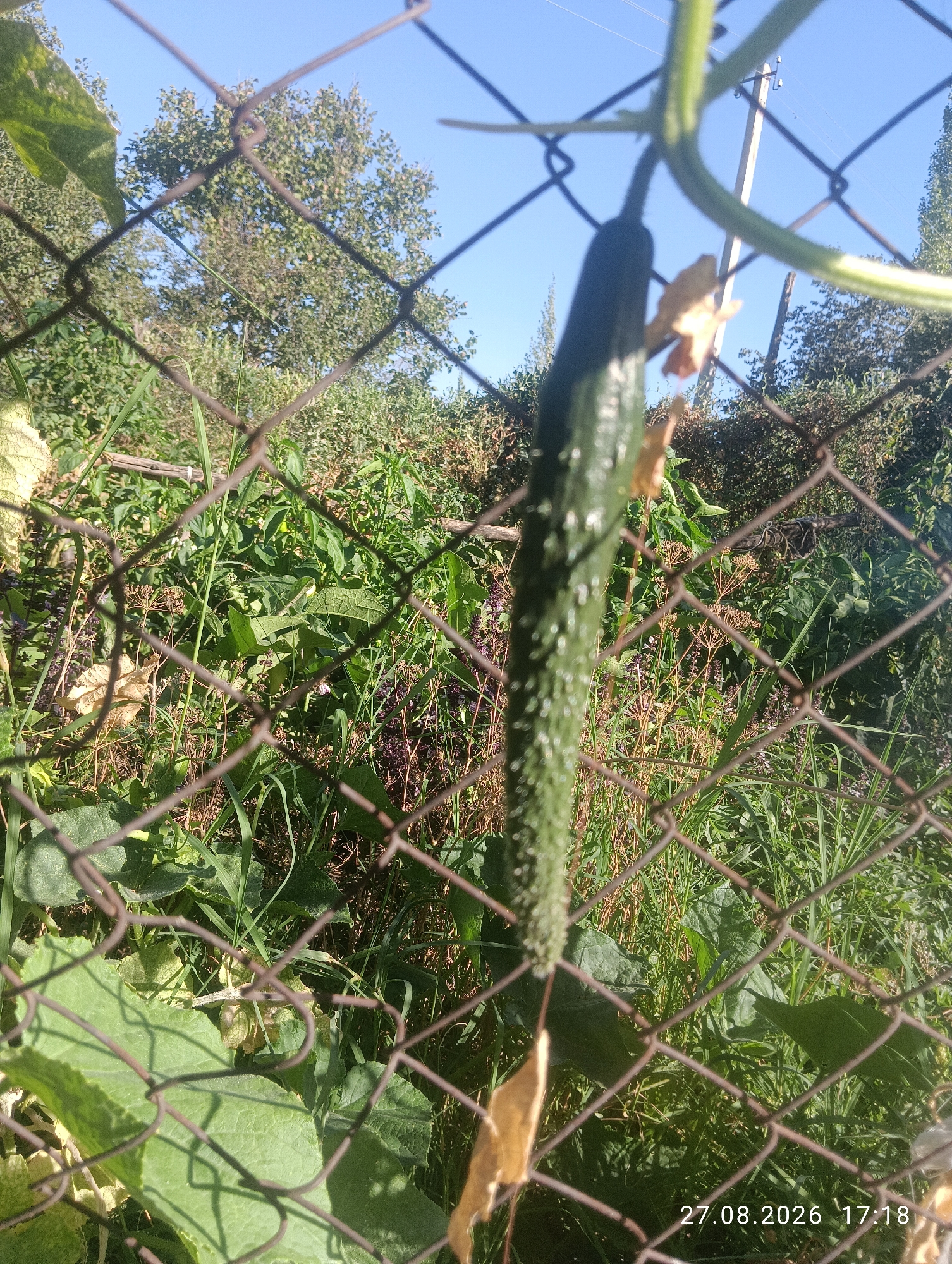 The image depicts a close-up view of a cucumber hanging from a vine, partially obscured by a chain-link fence. The cucumber is dark green with small white bumps and is positioned vertically. Behind the fence, dense green vegetation and trees are visible under a clear blue sky. The lower right corner of the image includes a timestamp: "27.08.2026 17:18". The scene appears to be an outdoor garden or agricultural area. The specific location in the city of Ak-Took, Kyrgyzstan, is not discernible from the visual information alone.
