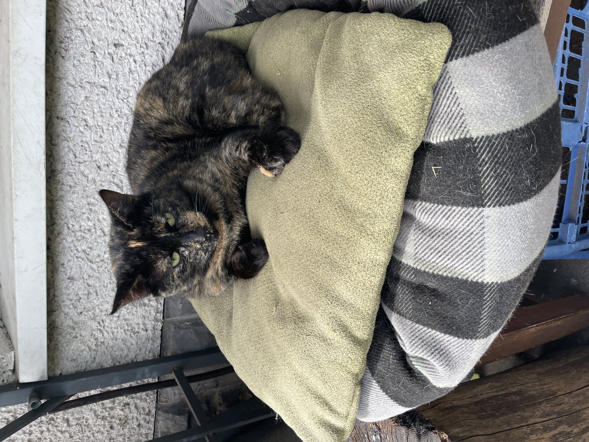 A tortoiseshell cat rests on a light green cushion, which is placed on a black and grey striped blanket. A blue plastic crate is visible in the background, along with a piece of unfinished wood. The scene appears to be outdoors, possibly on a patio or porch, with a textured, light-colored surface nearby.