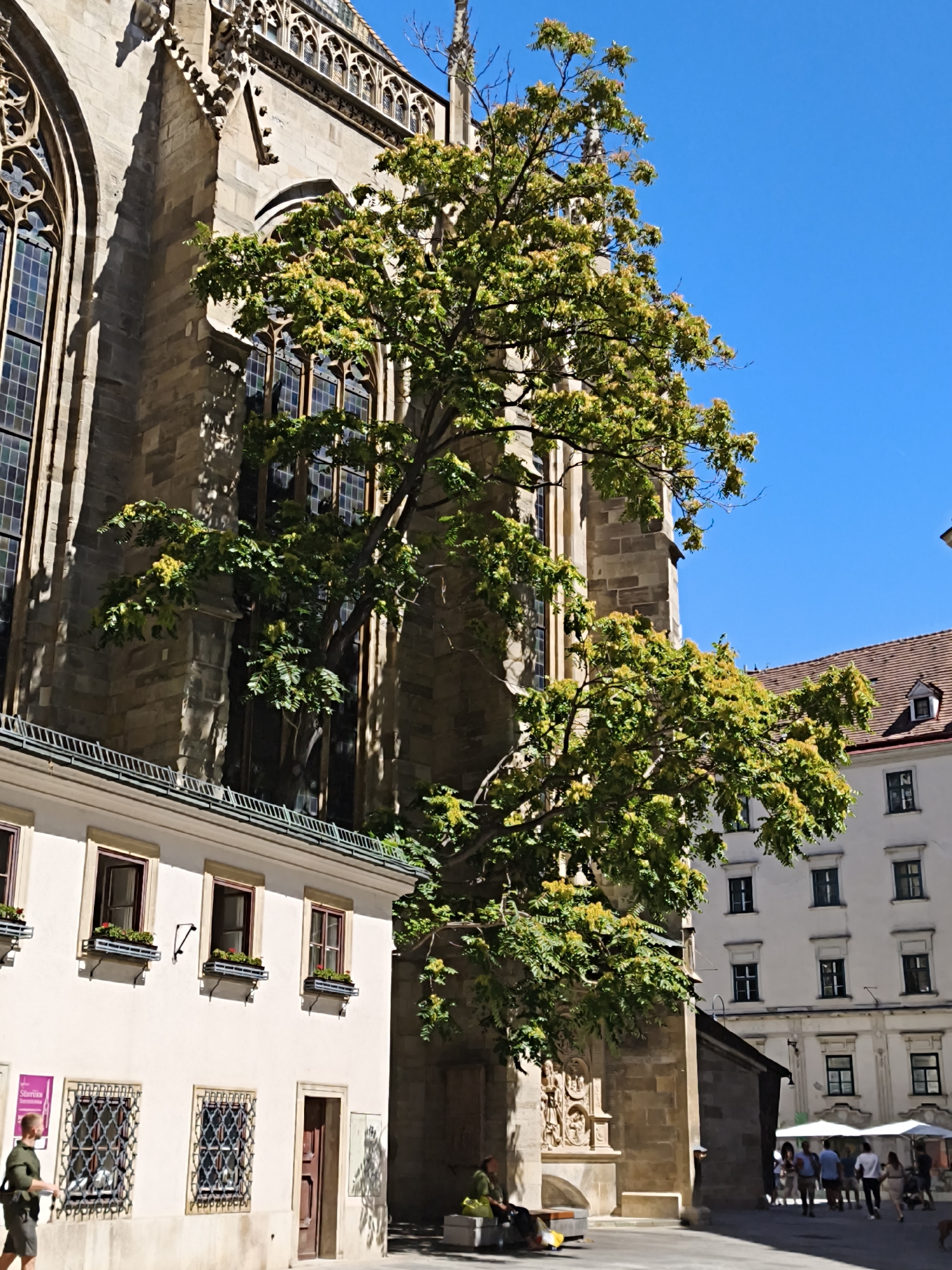 A tree with lush green foliage and small yellow flowers grows in front of a large stone building, likely a church, with Gothic architectural elements, including arched windows and ornate carvings. The building is bathed in sunlight, casting strong shadows. To the left of the stone building is a smaller, cream-colored building with several windows adorned with flower boxes. A man in a green shirt and shorts walks past the smaller building. Further in the background, another white building with multiple windows is visible, and in the foreground of this building, people are gathered under white umbrellas. The scene is set in a city square with a bright blue sky overhead. This image was taken in Vienna, Austria, specifically at St. Stephen's Cathedral and the surrounding area.