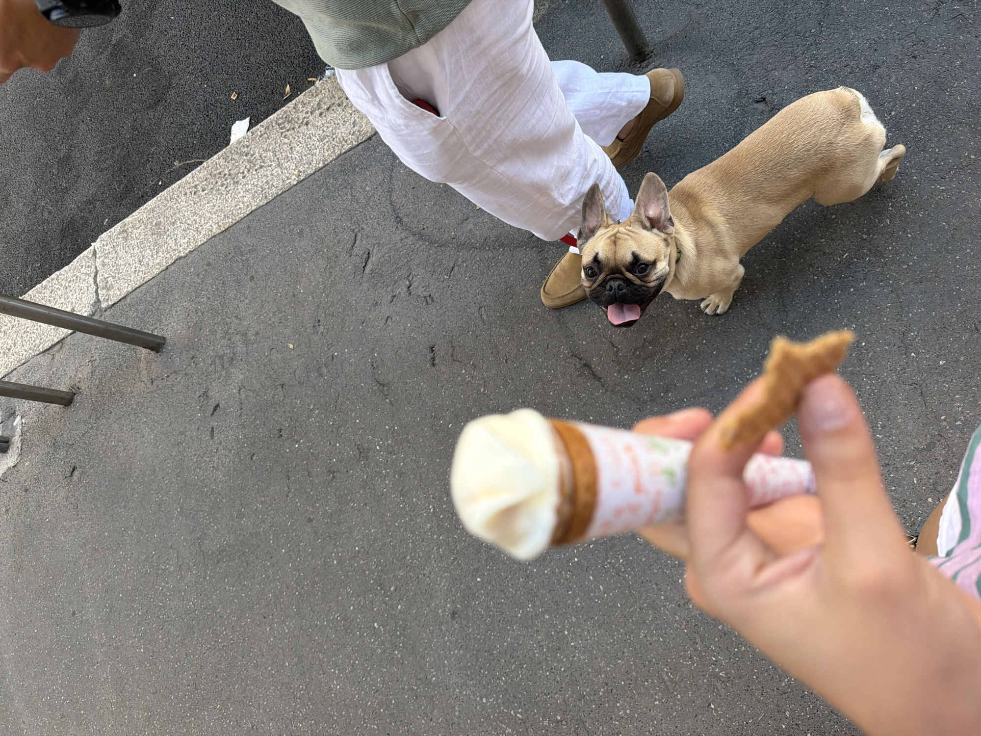 The image captures an outdoor scene, likely a street in Milan, Italy based on architectural and paving styles. The foreground shows a hand holding an ice cream cone with white ice cream and a waffle cone wrapper, along with a piece of waffle cone. A fawn-colored French Bulldog is looking up at the ice cream, its tongue slightly visible, indicating anticipation or interest.
A portion of a person is visible, wearing white linen pants and light brown loafers, standing next to the dog. The person appears to be seated at a table, as indicated by the leg of a chair or table in the background. The surface underfoot is paved, and there is a hint of a building in the distance, though its details are obscured by the angle and focus. The lighting suggests it is daytime.