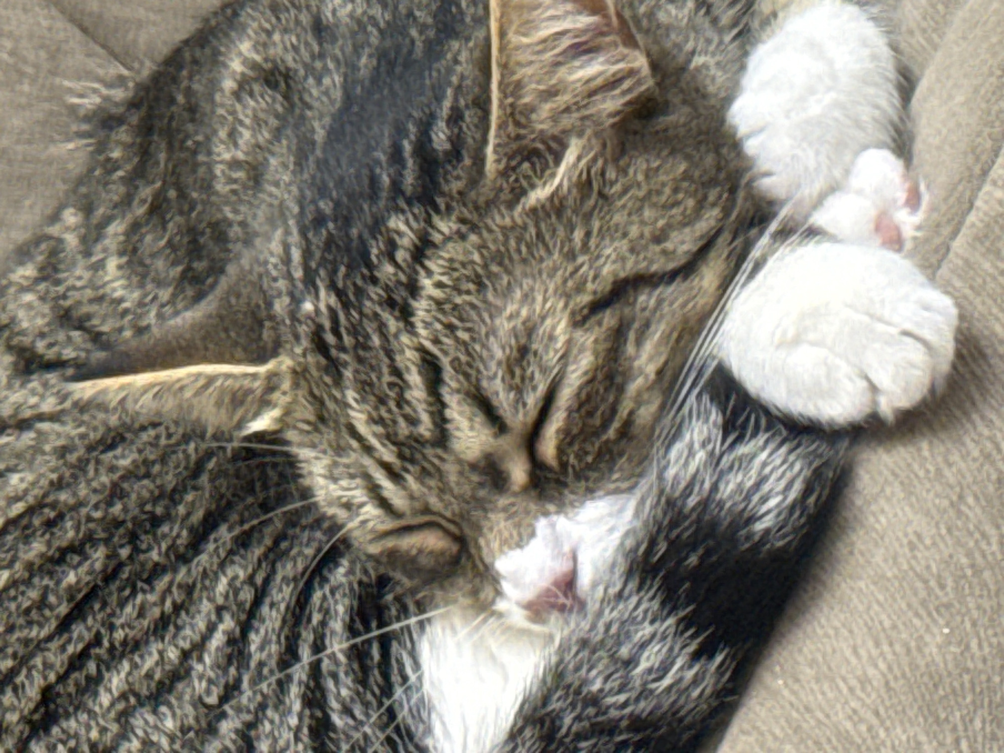 A close-up, eye-level shot captures a tabby cat sleeping peacefully on a textured, brown surface, likely a sofa or blanket. The cat's face is turned towards the right, with its eyes closed and its nose gently touching its paw. Its fur displays a classic tabby pattern of gray, black, and brown stripes. The cat's white paws are visible, one curled beneath its chin and the other resting slightly apart. The lighting is soft, casting subtle shadows that highlight the texture of the cat's fur and the surrounding surface. The image is focused on the cat, with the background blurred, creating a sense of intimacy and calm. There is no identifiable location in Simferopol, Ukraine, or any other city.