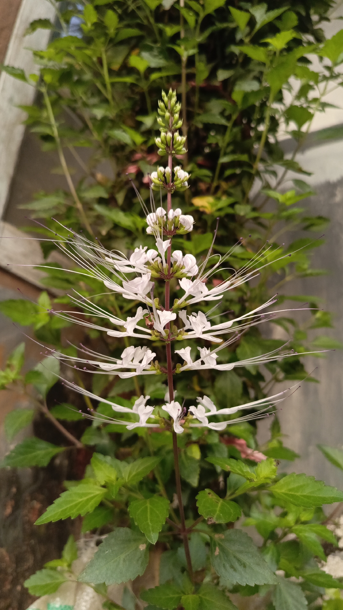 This is a close-up, vertical shot of a Cat's Whiskers plant (Orthosiphon aristatus) in bloom. The plant is centered and in focus against a blurred background of green foliage and a light-colored wall. The flower stalk is a deep reddish-purple, with small, delicate white flowers arranged in whorls. Each flower has prominent, long, thread-like stamens that extend outwards, giving the plant its characteristic "whiskered" appearance. The upper part of the stalk shows developing flower buds. The leaves of the plant are a vibrant green, with serrated edges. The image was likely taken outdoors, possibly in a garden or yard, in Kebumen, Indonesia.
