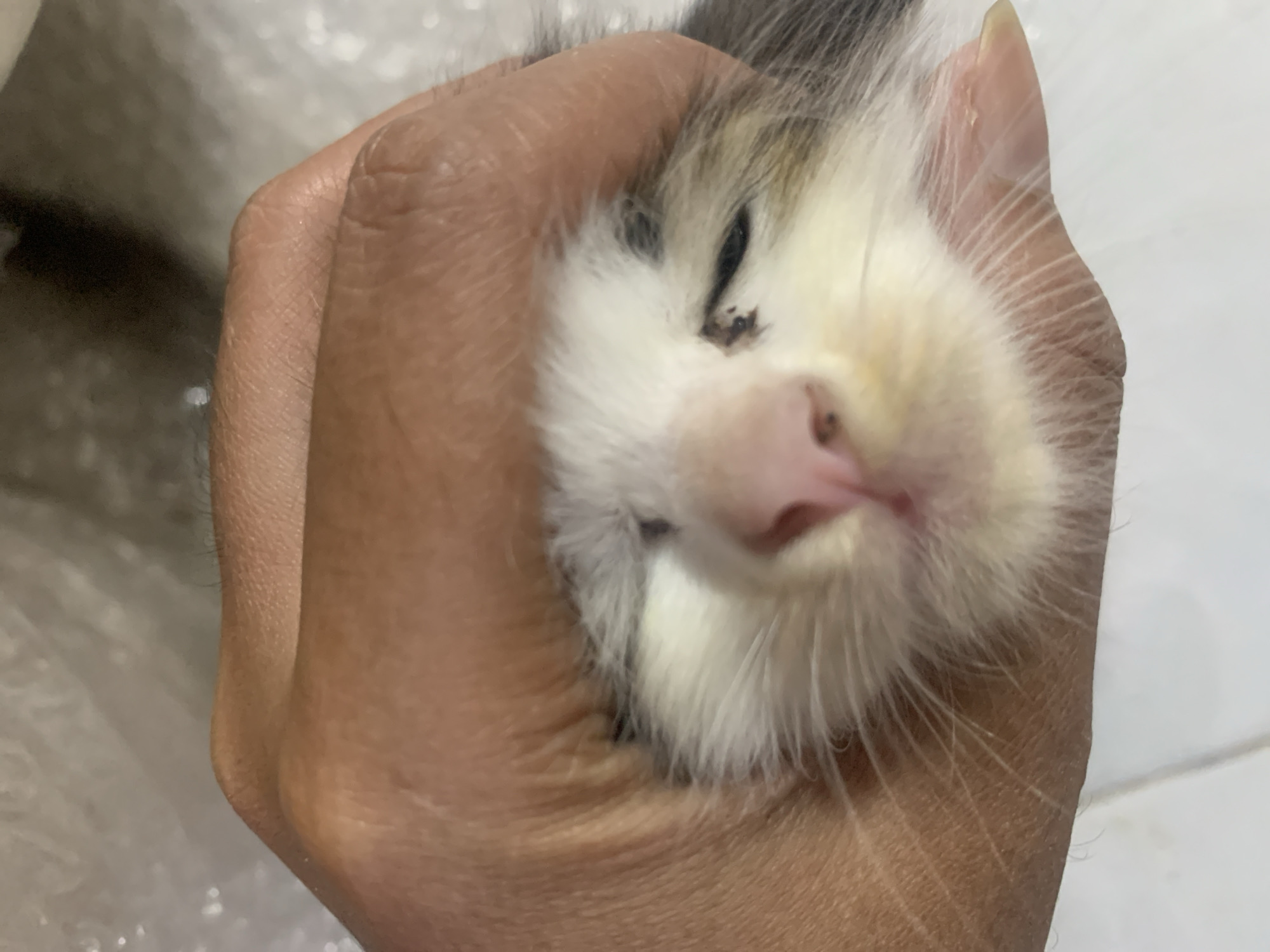 A close-up, top-down image in Tanjungsepreh, Indonesia, shows a human hand with light to medium brown skin gently cupping the head of a small, predominantly white kitten. The kitten's face features a pink nose and prominent white whiskers. Its eyes are mostly closed or squinted, with visible dark crust or discharge near the outer corner of the left eye. The human hand's fingers are positioned on the right side of the kitten's head, while the palm area supports the left side, presenting a non-forceful grip. The background is partially out of focus, revealing a light-colored, textured surface at the top, possibly bubble wrap, and a light-colored, possibly tiled floor with a visible seam at the bottom. The scene is illuminated by soft, even light.