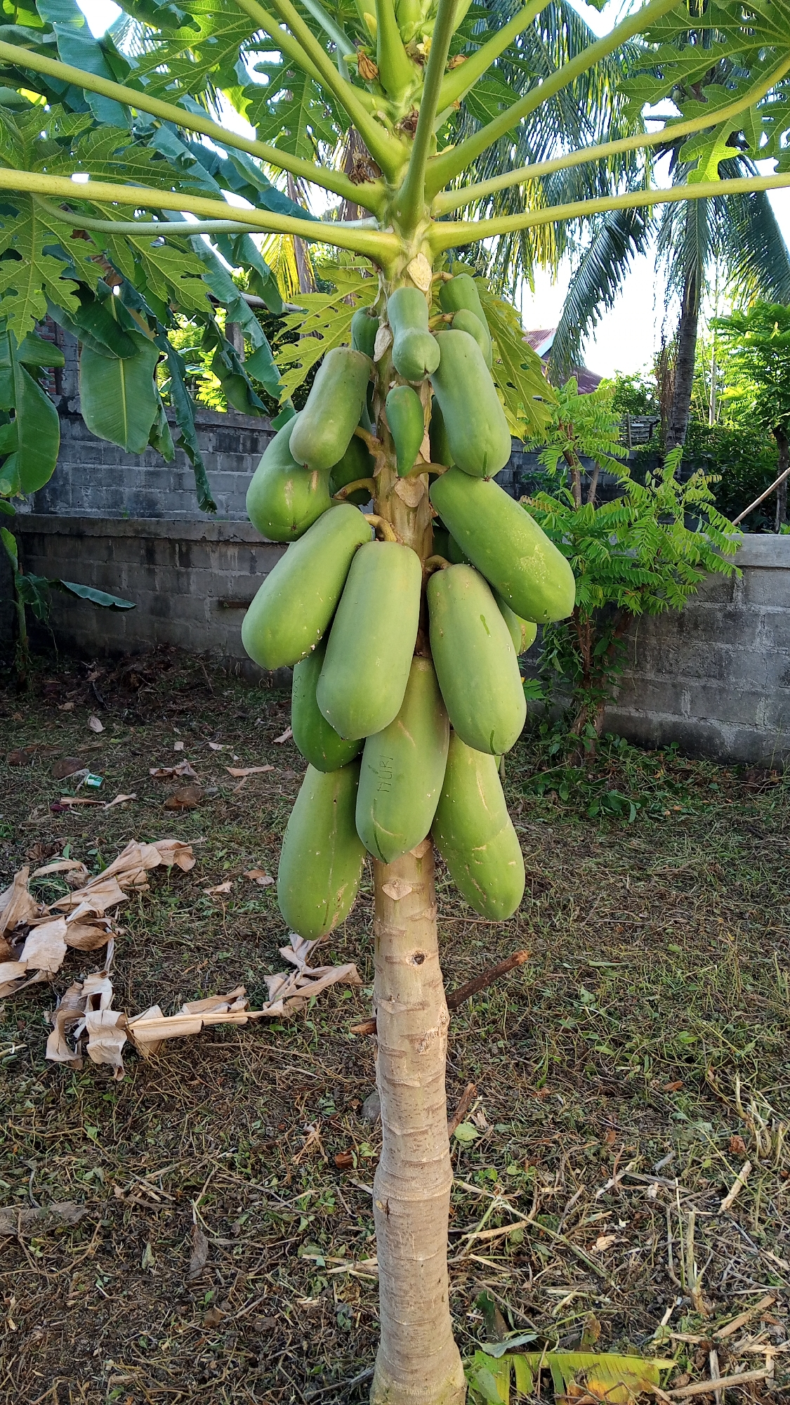 A papaya tree, laden with numerous green papayas, stands in the foreground of a yard in Cotgapu, Indonesia. The tree trunk is rough and textured, with a light brown bark. Its branches extend upwards, adorned with large, palmate green leaves and clusters of elongated green papayas. Some papayas are larger and more developed, while others are smaller and still growing. Dried leaves and debris litter the ground around the base of the tree. In the background, a low, grey brick wall can be seen, partially covered by vegetation. Further beyond the wall, glimpses of houses and palm trees suggest a residential or semi-rural setting. The sky is bright, indicating daytime. There are no people visible in the image.