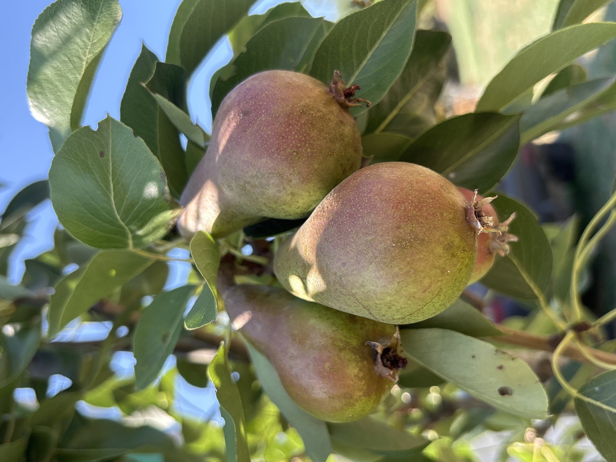 The image shows a close-up view of three unripe pears hanging from a tree branch. The pears are a mix of green and red hues, with some blemishes visible on their skin. They are surrounded by lush green leaves, some of which are partially in shadow. The background is a blur of green foliage and a clear blue sky, suggesting an outdoor setting in daylight. The scene is likely in Golubitskaya, Russia, a region known for its agricultural production. There are no people or animals visible in the image.
