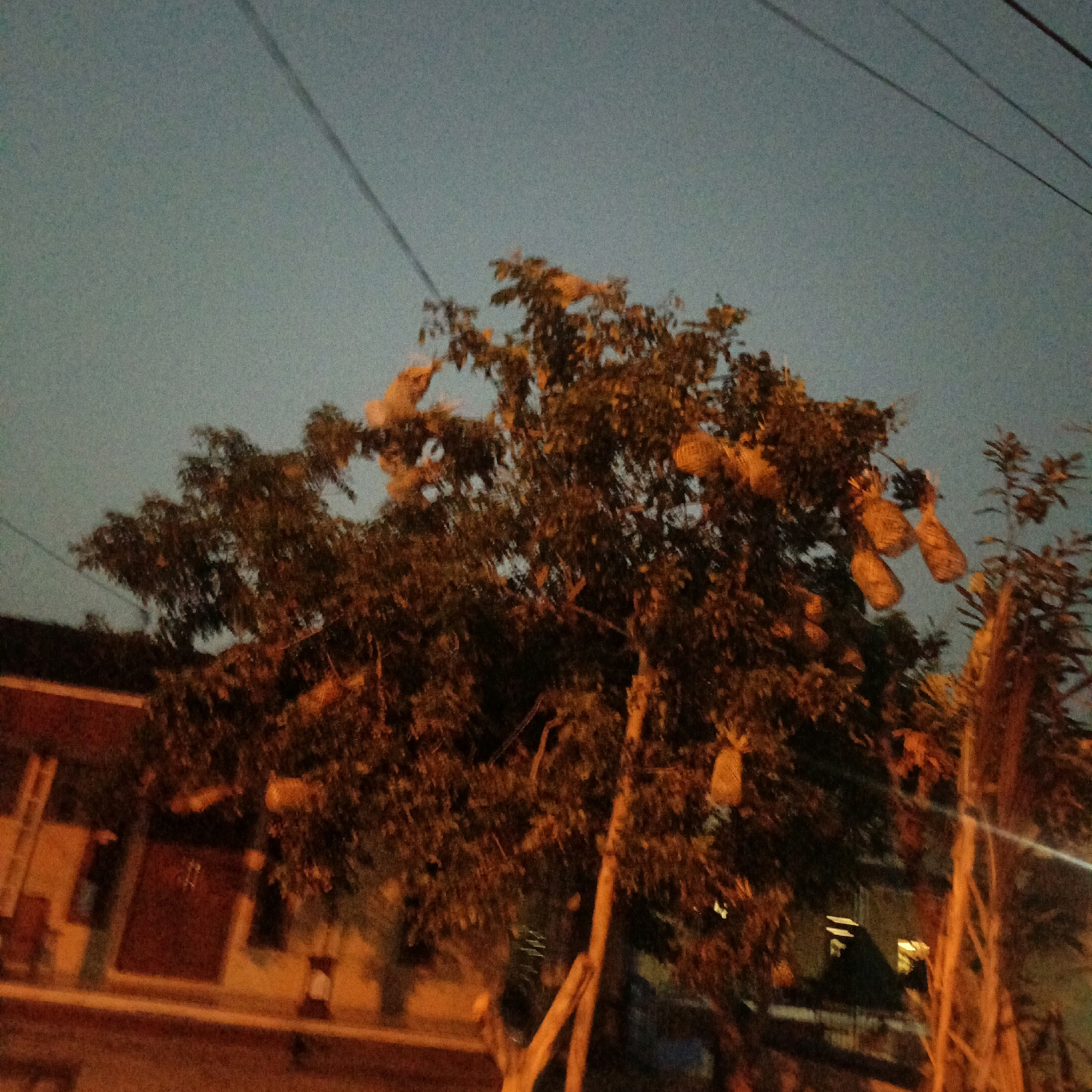 The image depicts a tree with multiple nests hanging from its branches, set against a dusky sky with visible overhead power lines. The tree is dense with leaves, illuminated by artificial light that casts an orange glow. In the background, a building with windows can be seen, also lit from within. The scene appears to be in an urban or semi-urban setting, consistent with Salatiga, Indonesia. There are no people visible in the frame, and the overall impression is one of a quiet evening.