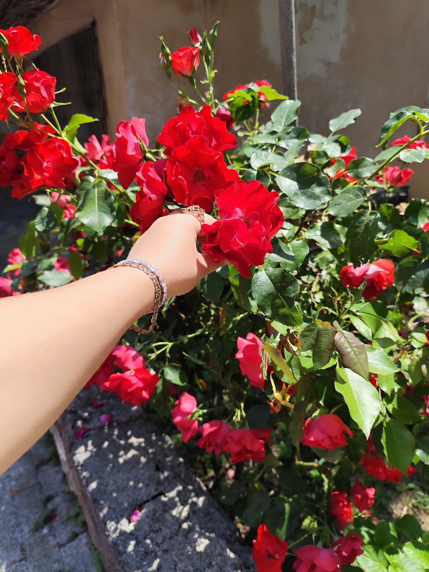 The photograph presents a close-up view of a person's arm, adorned with two bracelets, extending towards a vibrant red rose bush. The arm is pale, and the bracelets are metallic with embedded stones. The rose bush is densely covered with dark green leaves and numerous bright red roses in various stages of bloom. The roses are the focal point, with several prominent blossoms in the foreground. The background suggests an outdoor setting, likely in the city of Sarıyer, Turkey, with a weathered stone structure partially visible, indicating a building or wall. The scene is bathed in natural sunlight, enhancing the colors and details. The interaction involves the person's arm reaching out to touch one of the roses, suggesting a moment of appreciation or connection with nature. The overall environment conveys a sense of natural beauty and serenity, potentially within a garden or park.
