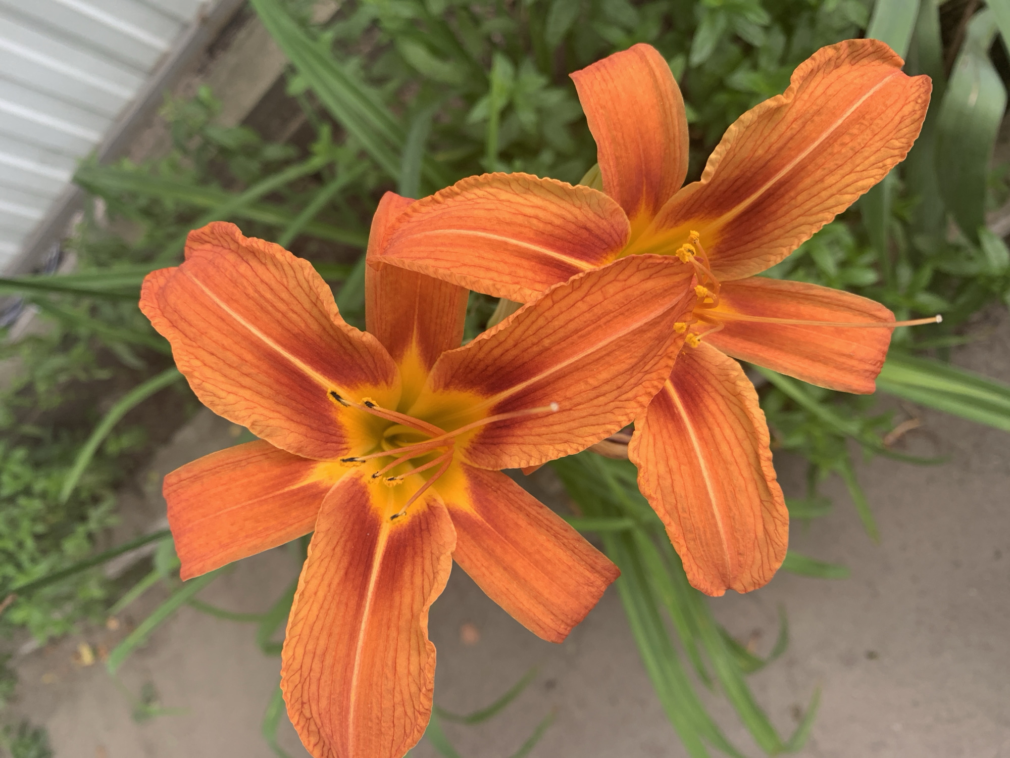 Two bright orange lilies are in focus in the foreground of the image. The lilies are slightly angled towards each other and the camera. The lily in the upper left is slightly larger and more open than the lily in the lower right, which is more closed. Both lilies have six petals with a textured, veined surface, and dark stamens at their centers. The petals transition from a bright orange at the tips to a more yellowish-orange near the center. Behind the lilies, out of focus, are green foliage, a gray paved walkway, and a white corrugated metal fence. The overall lighting suggests an outdoor, daytime scene. The image depicts a close-up view of flowers in a garden setting.