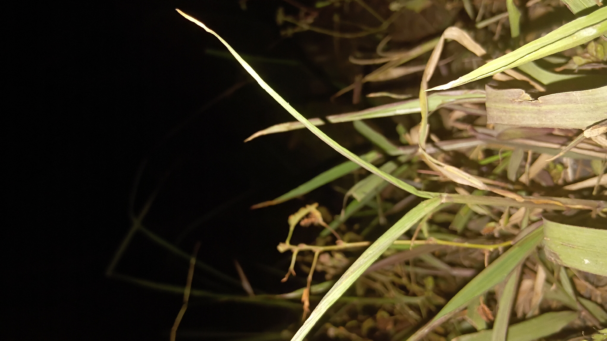 The image is a low-angle, close-up shot of tall grass and dry vegetation against a dark, blurred background, suggesting it was taken at night or in very low light conditions. Several blades of green grass, some with purple undertones, are in sharp focus in the foreground, with dry, brown leaves and stems scattered throughout. The overall scene conveys a natural, untamed environment. Given the absence of any urban structures or identifiable landmarks, it is not possible to determine its location within Prabumulih, Indonesia. There are no people, animals, or visible actions or interactions depicted in the image.