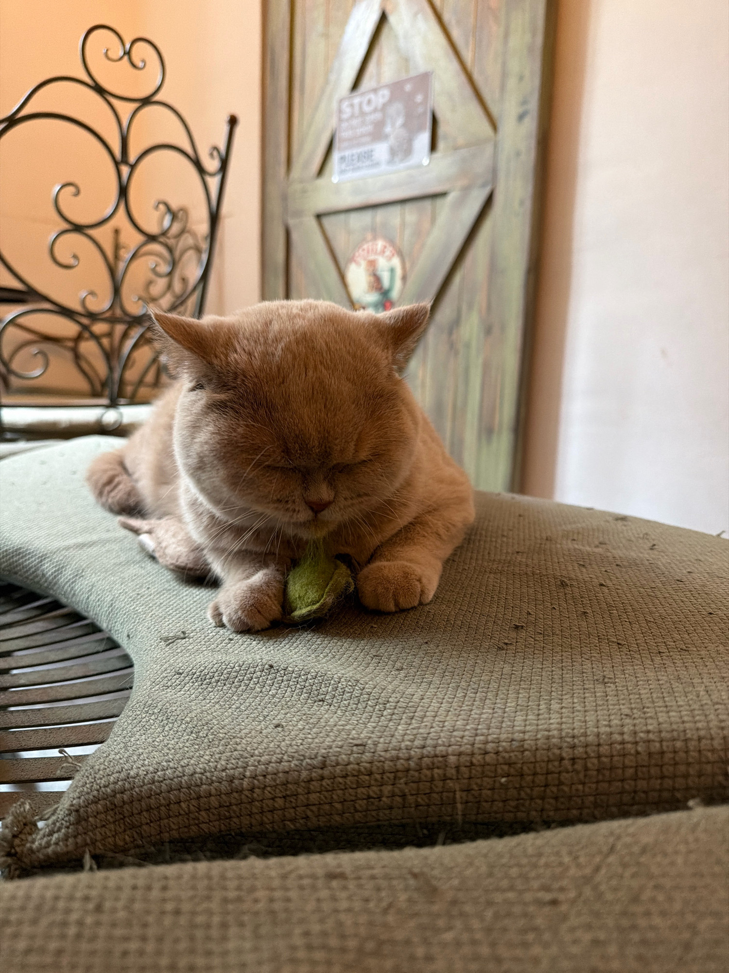 A light brown cat is lying with its eyes closed on a green cushion. The cat is holding a green felt toy in its paws. The cushion is placed on a metal chair with a decorative scrolled back. In the background, a rustic wooden door with a diamond pattern is visible. A sign reading "STOP PLEASE" is attached to the door. The wall behind the door is light pink. The overall scene appears to be indoors, possibly in a cafe or restaurant. There is no information to suggest the location is in Prague, Czechia.