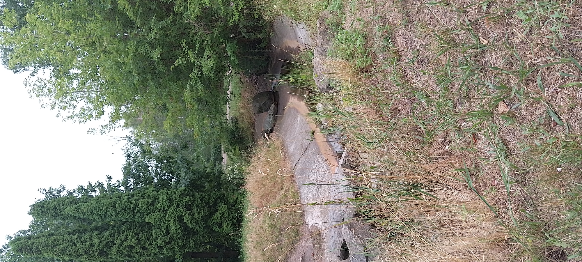 The image depicts a concrete ditch filled with shallow, murky water. Large rocks are present within the ditch, one of which appears to be partially submerged. The surrounding area is overgrown with dry grass and some green vegetation. In the background, there are numerous trees, some of which are tall and dense, while others are more spread out. The sky is overcast. This scene is located near the Dnipro River in Cherkasy, Ukraine.