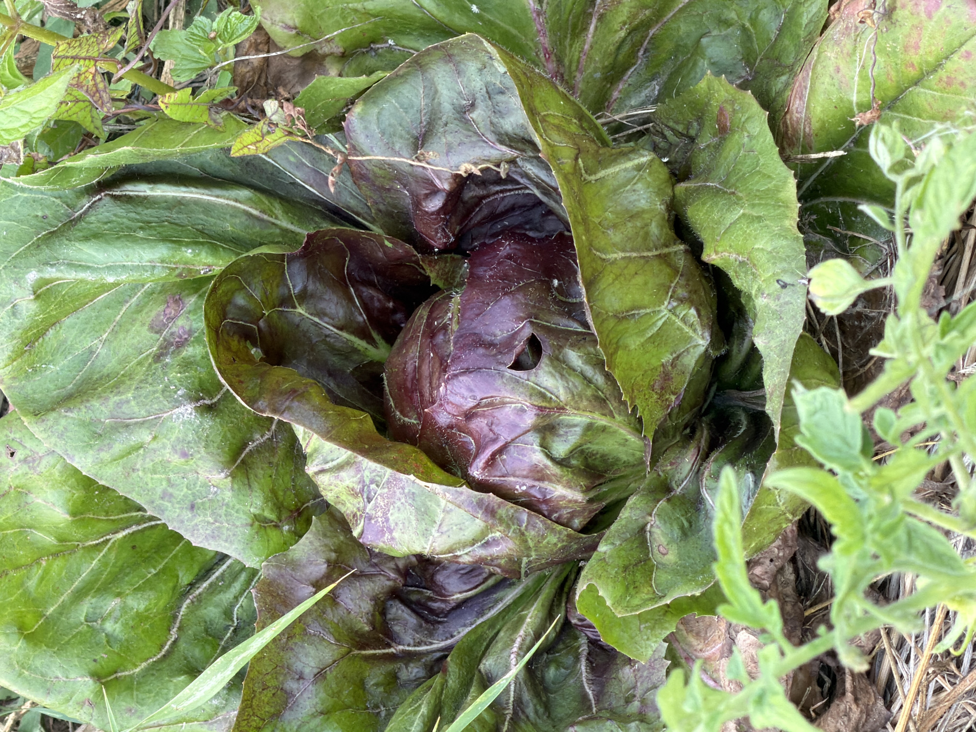 The image is a close-up, overhead shot of a large, leafy plant with deep red and green leaves. The plant appears to be growing outdoors, possibly in a garden, with dry grass and other greenery visible in the background. The leaves are broad and somewhat ruffled, with prominent veins. The central part of the plant is a deep reddish-purple, while the outer leaves are a vibrant green, tinged with red and brown in some areas. There is a small hole visible in one of the inner leaves. The overall impression is of a healthy, mature plant. There is no indication of the city of Mali Kosharyshcha, Ukraine within the image itself.