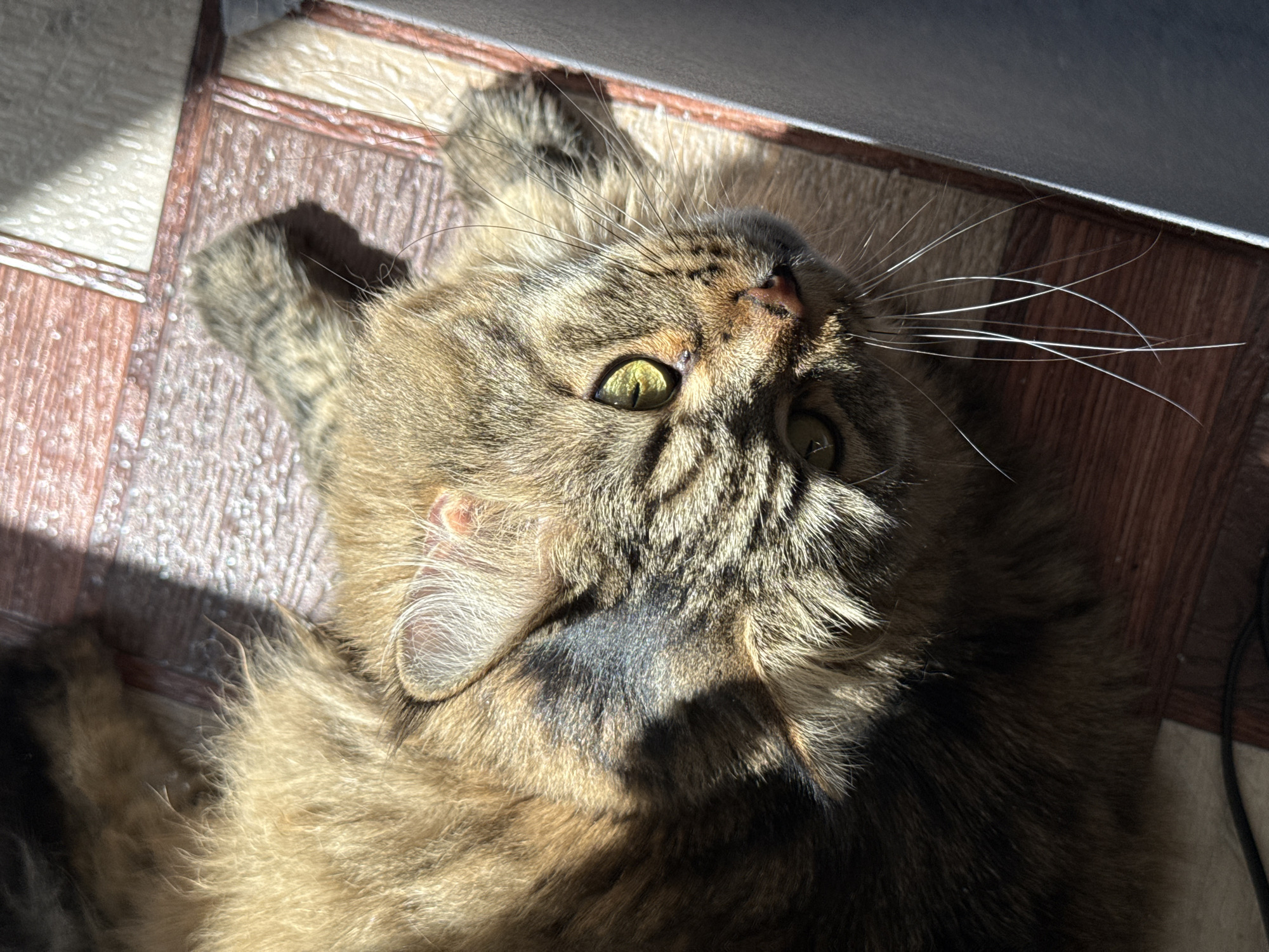 The image shows a close-up, overhead view of a long-haired tabby cat lying on a floor with a tiled pattern. The cat's fur is a mix of brown and black stripes, with lighter fur around its face and ears. Its eyes are a bright green, and its whiskers are long and white. Sunlight is streaming in from the right side of the frame, casting a shadow across the cat's face and body. The floor appears to be made of wood-look tiles with a reddish-brown and beige pattern. A dark object, possibly a laptop or a piece of furniture, is visible on the right edge of the image, partially in shadow. The scene is indoors, and there is no indication of its specific location within Izhevsk, Russia.