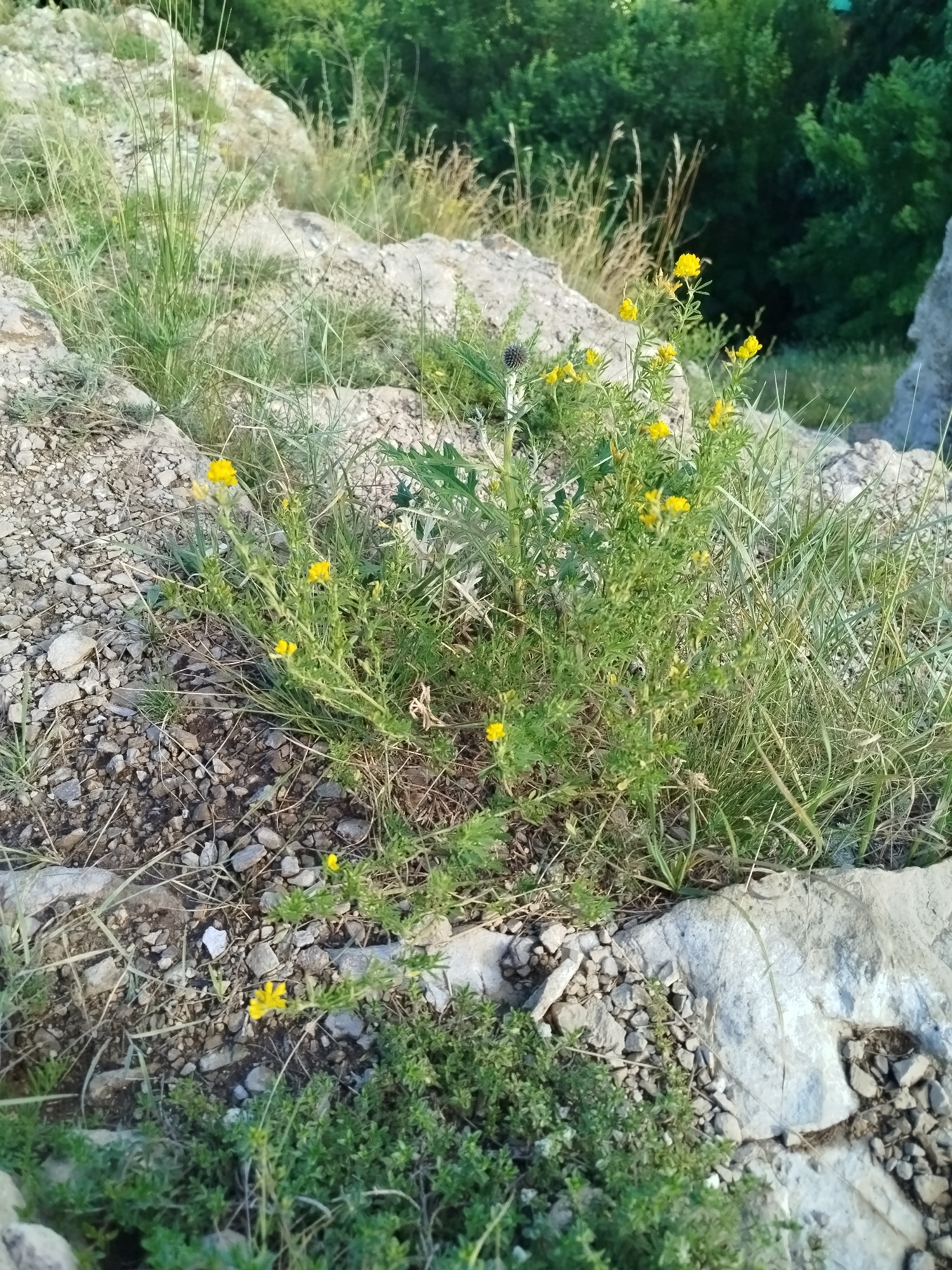 The image depicts a natural outdoor scene on a rocky, elevated terrain, likely a hillside or cliff. The foreground is dominated by a cluster of small yellow wildflowers growing amidst sparse green vegetation and loose stones. Some larger gray rocks are visible, along with dry grass and a thistle-like plant. In the background, a dense expanse of green trees forms a natural backdrop. The lighting suggests it is daytime, with the sun casting natural light on the scene. The location is specified as Zhigulyovsk, Russia. There are no people or man-made structures visible in the image.