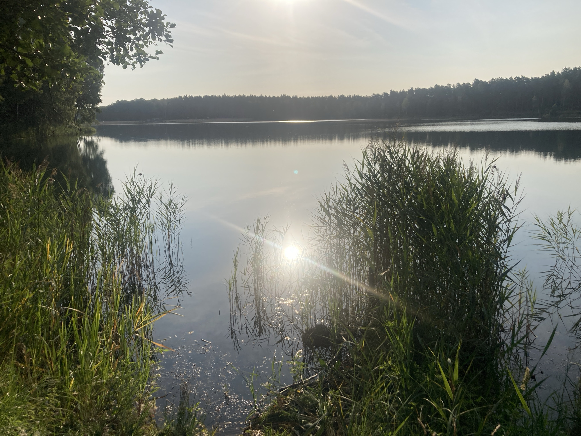 A serene, sun-drenched lake scene is depicted, likely in the Яглевіцкі сельскі Савет area of Belarus. Tall, green reeds line the foreground of the calm, reflective lake, with some of the reeds extending into the water. The sun is high in the sky, casting a bright glare and creating a shimmering effect on the water's surface. In the background, a dense forest of trees forms a dark, treeline across the horizon. The sky is clear with a few faint wisps of clouds. The overall impression is one of natural tranquility and the beauty of an early morning or late afternoon on a Belarusian lake.