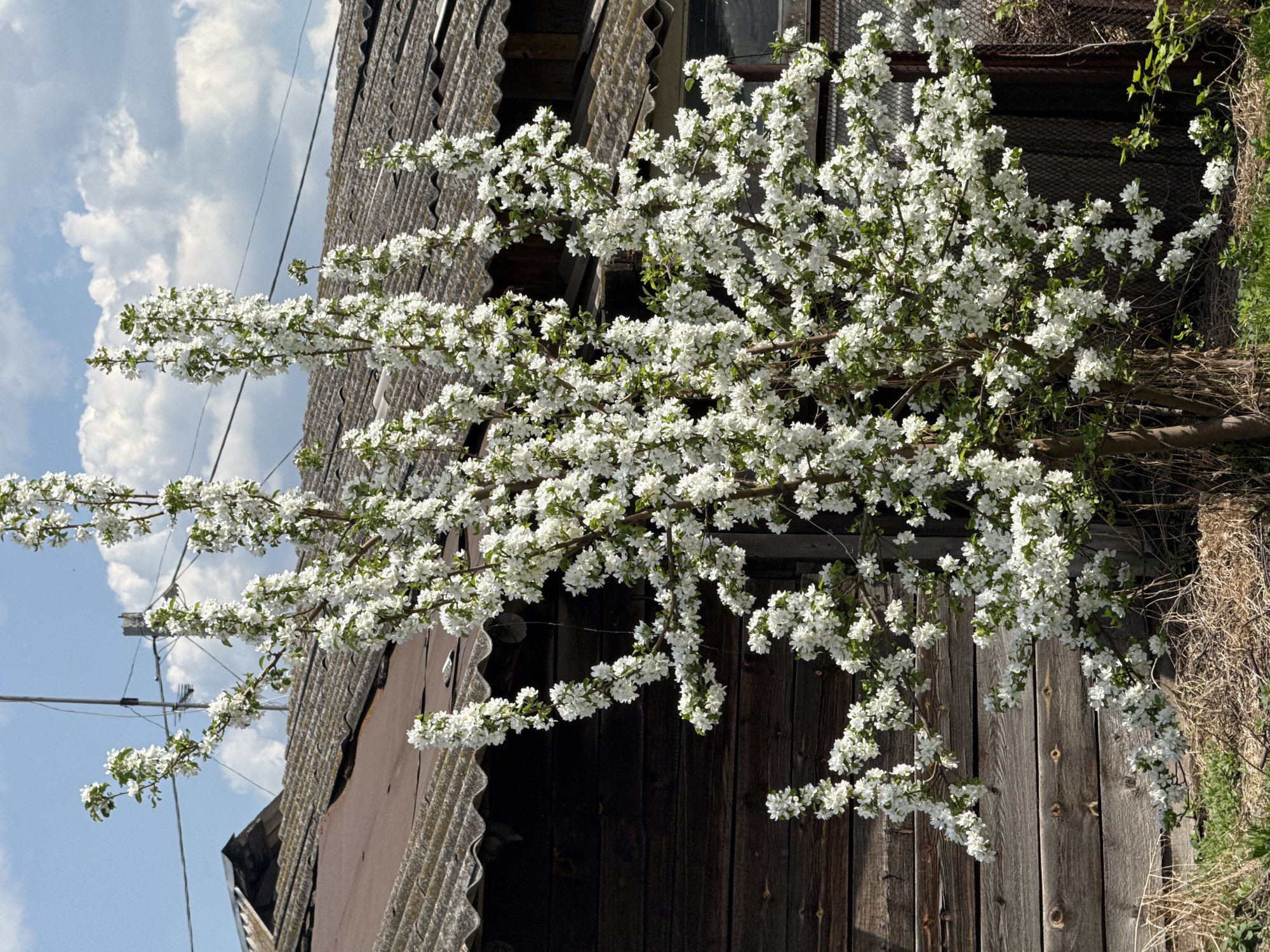 The image depicts a blossoming tree with white flowers in front of a weathered wooden structure. The structure appears to be part of an old building, possibly a house or shed, with a corrugated roof. There is no indication from the image that this location is Зыково, Russia. There are no people visible in the image. The focus is on the contrast between the vibrant tree in full bloom and the aging building. The sky is visible in the background, with some clouds present. Electrical wires are visible against the sky. Some straw or dry grass is visible along the side of the building.