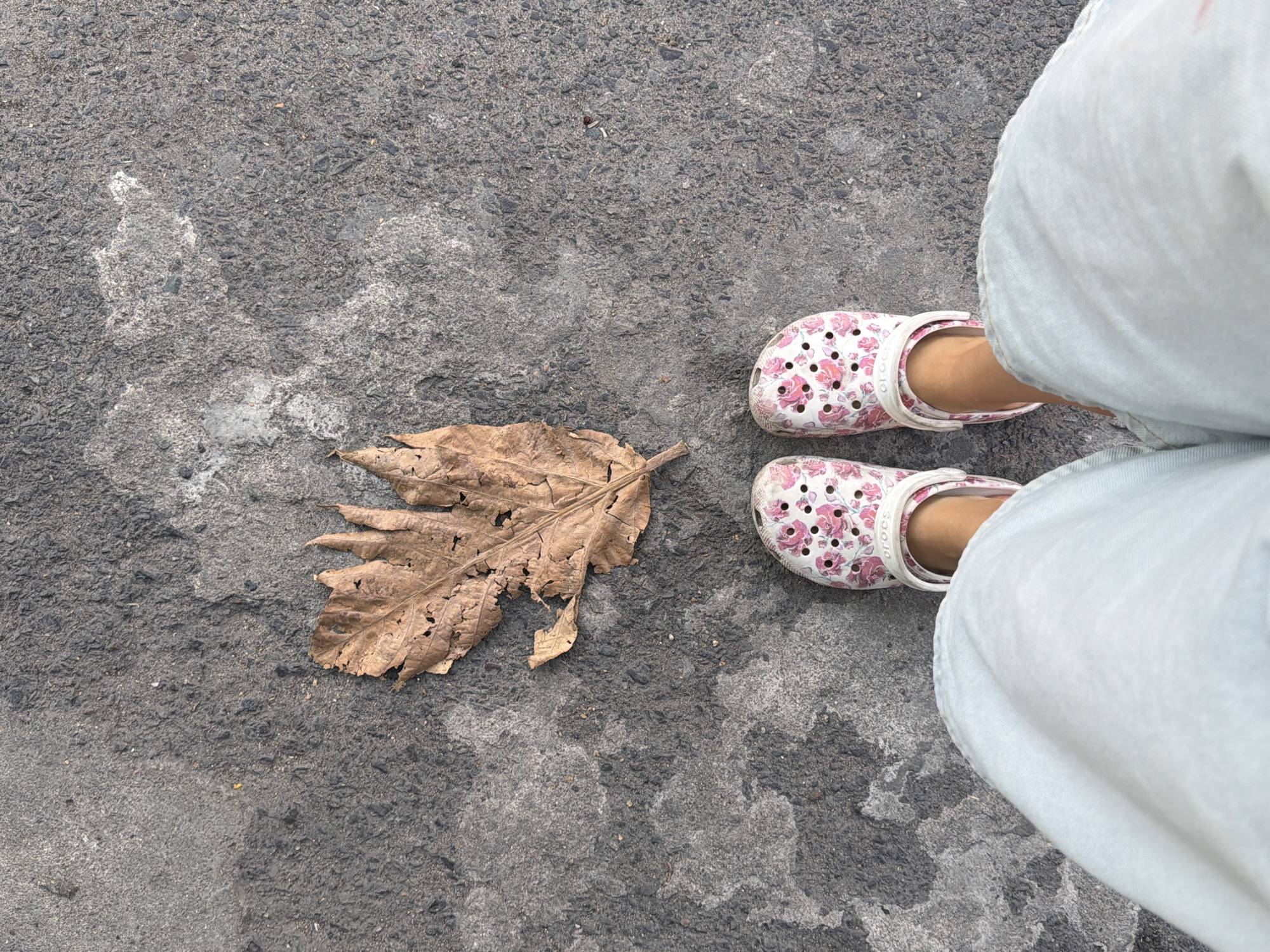 An overhead, full-body shot captures a person's feet and lower legs standing on a dark gray asphalt surface in Nha Trang Ward, Vietnam. The person is wearing light blue, loose-fitting pants and a pair of white Crocs clogs with a pink floral pattern. To the left of the person's feet, lying on the asphalt, is a large, dry, brown leaf. The leaf is heavily veined and has numerous holes and tears, suggesting it has been exposed to the elements for some time. The asphalt surface is textured, with small stones and pebbles visible. There are also some lighter gray patches on the asphalt, possibly water stains or lighter concrete. The lighting suggests it is daytime, casting a subtle shadow from the leaf.