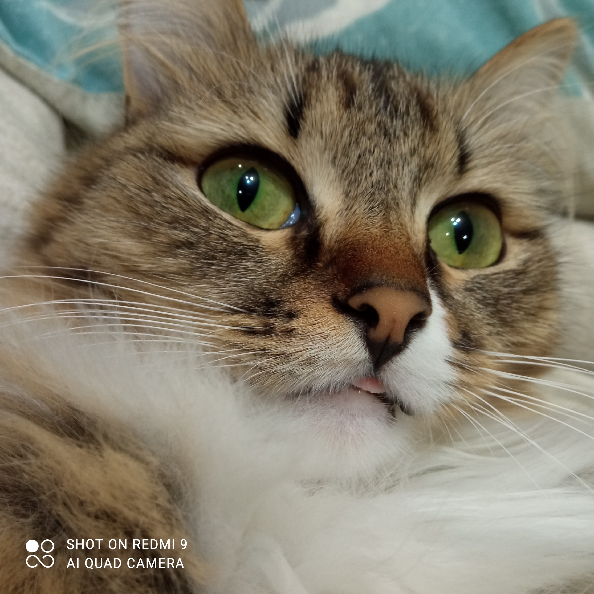 A close-up photograph depicts the face of a tabby cat with green eyes and a pink nose. The cat has a primarily white chest with brown and white fur on its face. Its tongue is slightly visible. The background is a blurred blue and white. The bottom left corner of the image contains the text "SHOT ON REDMI 9 AI QUAD CAMERA". The image was taken indoors. The location is not determinable from the image alone.