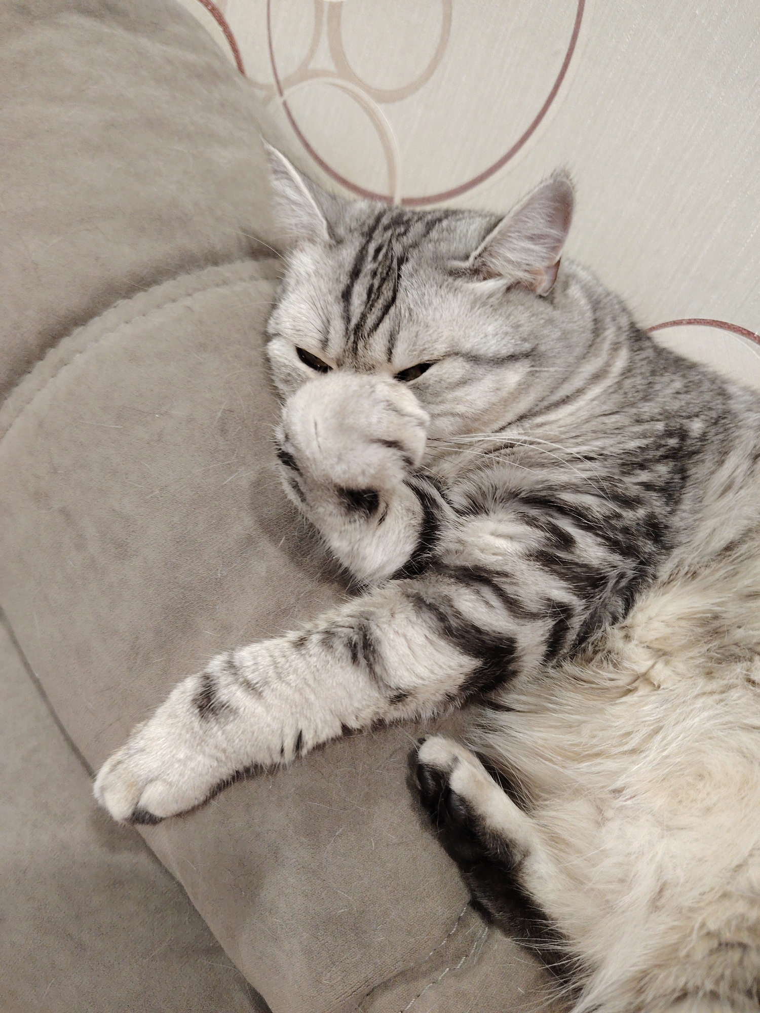 A close-up shot shows a silver tabby cat lying on a textured, beige couch. The cat's face is mostly obscured by its paws, which are covering its nose and mouth. Its eyes are partially closed, and it appears to be resting or sleeping. The cat has distinctive black stripes on its fur, particularly visible on its back and legs. The couch has a soft, slightly worn appearance with visible fabric texture. In the background, a wall with a subtle patterned wallpaper is visible, featuring a circular motif in muted tones. The overall scene is domestic and peaceful.