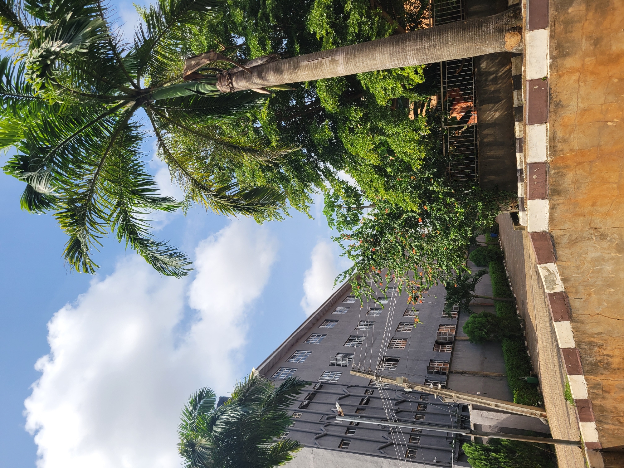 An exterior, low-angle, full shot captures a modern gray building with rows of windows on a clear day. A tall palm tree stands to the right of the building, its fronds reaching towards the blue sky. Adjacent to the building is a lush green hedge and other trees, creating a vibrant natural contrast. The foreground shows a concrete wall with a patterned border of brown and white squares. The scene suggests a well-maintained urban environment with a blend of architecture and greenery.