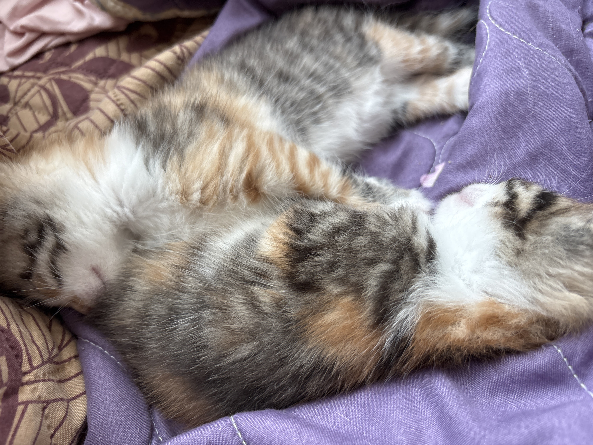 Two kittens are curled up together on a purple blanket. The kitten on the left has white, tan, and grey fur and is lying with its face down. The kitten on the right has similar coloring, with more prominent grey stripes and white patches. The blanket has visible stitching and a slight sheen. Part of another blanket with a brown and tan pattern is visible in the upper left corner. The image appears to be taken indoors.