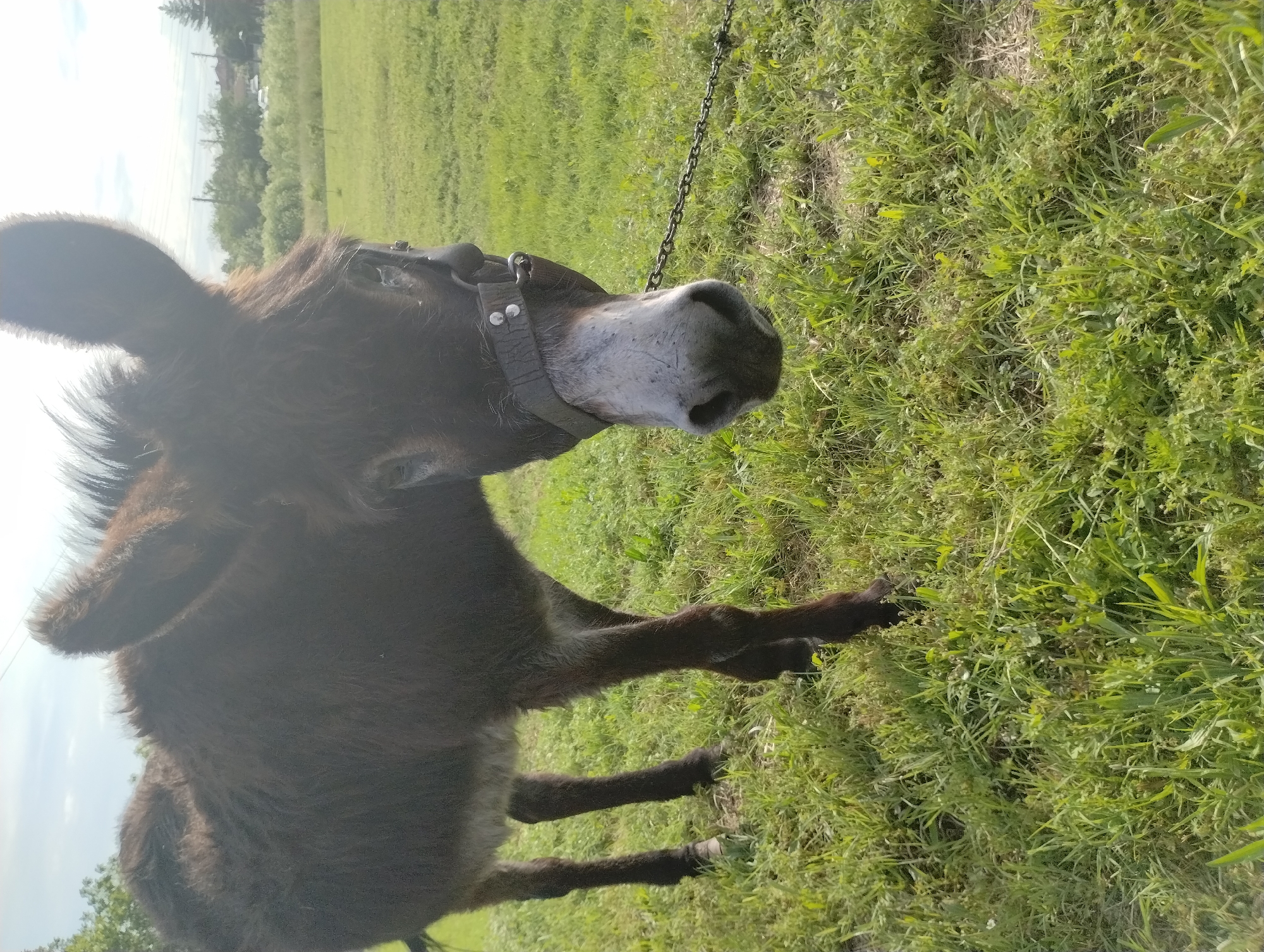 A dark brown donkey stands in a grassy field. The donkey is wearing a leather halter with silver studs and is tethered by a chain. The field is lush with green grass and weeds. The setting appears to be rural with trees and buildings visible in the background. The photo may have been taken in Roza, Bulgaria.