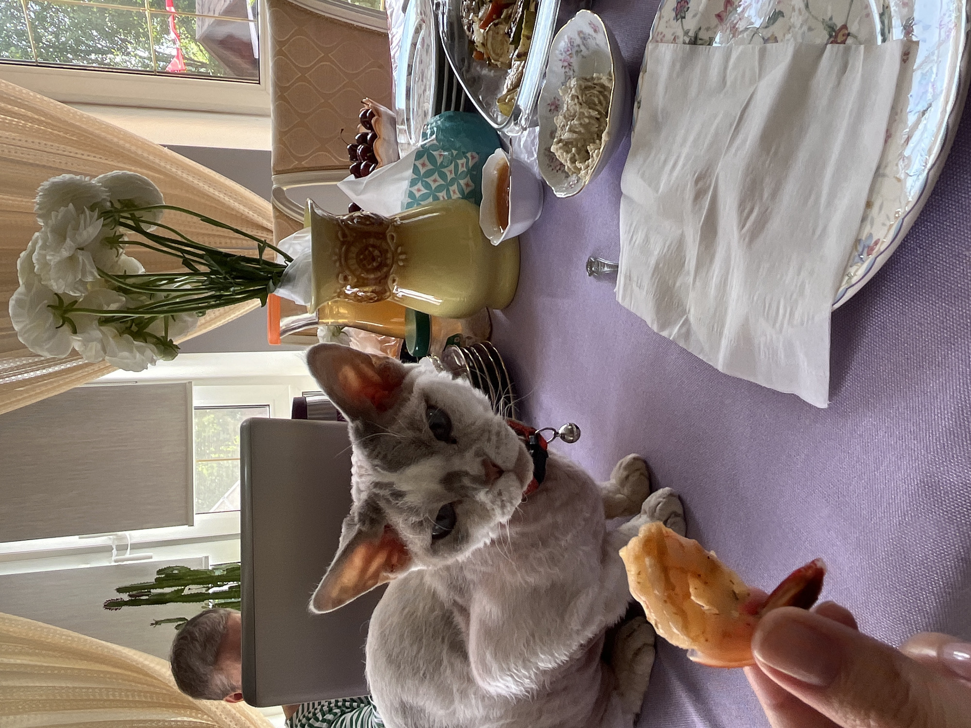 A light-colored Devon Rex cat with gray markings and a red collar with a bell sits on a purple tablecloth. The cat is looking at a shrimp being held up by a person's hand in the foreground. To the left, a person's head and shoulders are visible, and they are looking at a laptop computer. Behind the cat, a vase with white flowers, a yellow pitcher, and a bowl of cherries are on the table. In the background, there are curtains and a window. The scene appears to be indoors, possibly in a dining room in Вельяминово, Russia.