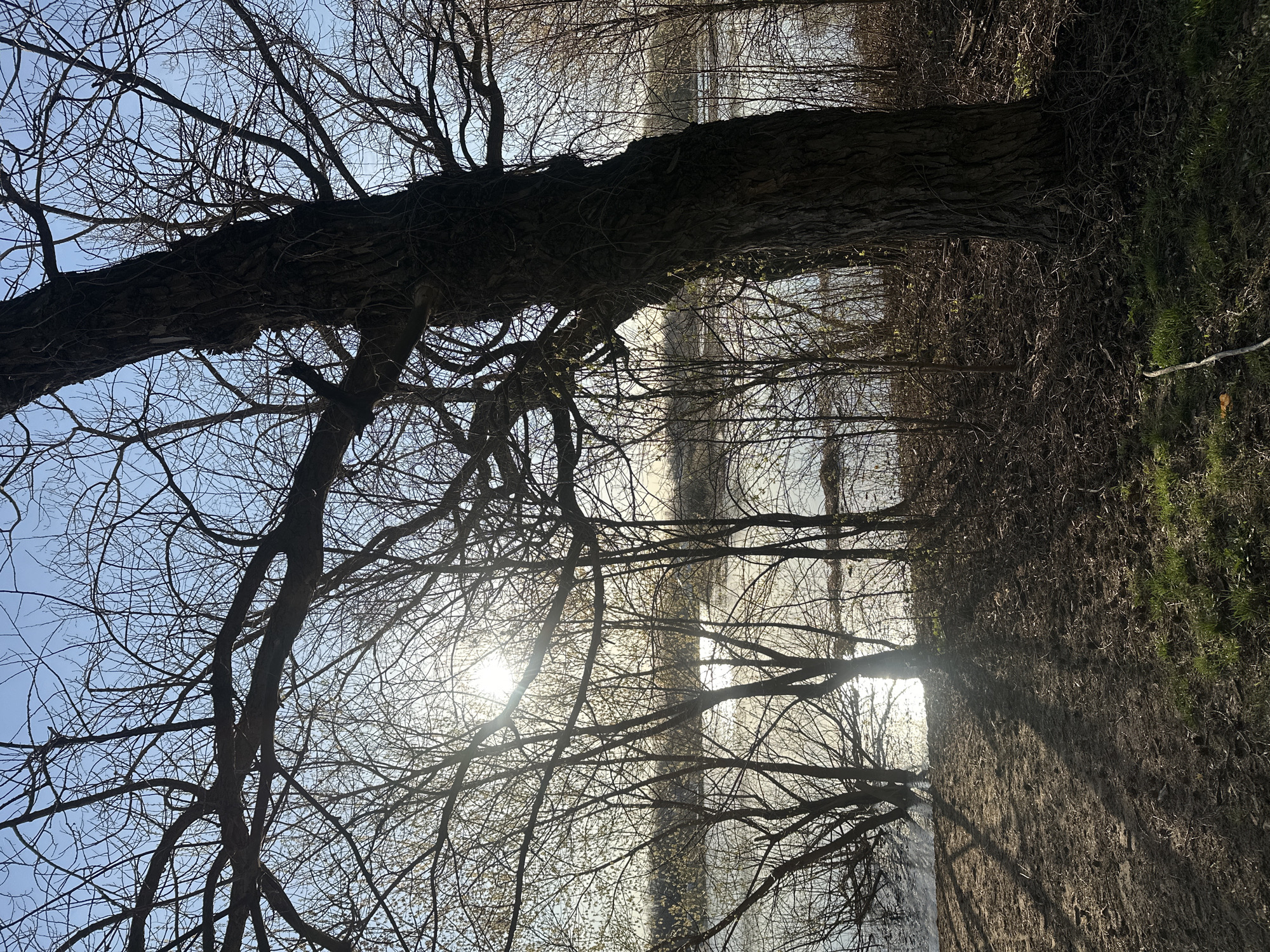 The image captures a natural outdoor scene, likely a riverside or forested area, dominated by several large, deciduous trees. The photograph is taken from a low vantage point, looking upwards through the extensive network of mostly bare branches against a bright sky.
A prominent, thick tree trunk stands on the left, its dark, textured bark clearly visible. Numerous intricate, leafless branches extend from this and other trees, filling much of the upper and central frame. The sky, visible through the branches, is a clear, pale blue, but much of its brilliance is accentuated by the sun. The sun itself is a strong light source in the upper right and central portions of the image, causing significant lens flare and strong backlighting that silhouettes the trees and their delicate branches.
In the mid-ground, behind the primary trees, more slender tree trunks and branches are faintly discernible against a shimmering, light-filled backdrop, possibly a body of water or a distant, sun-drenched landscape. The ground in the lower right foreground consists of dark, dried foliage, patches of green grass, and soil. Long shadows stretch across the ground, indicative of a low sun angle, suggesting either early morning or late afternoon. The absence of leaves on the trees indicates a season of late autumn, winter, or early spring. No people, animals, or man-made objects are visible, and there is no discernible text. The scene conveys a sense of quiet natural beauty, emphasizing the stark, sculptural forms of the trees.