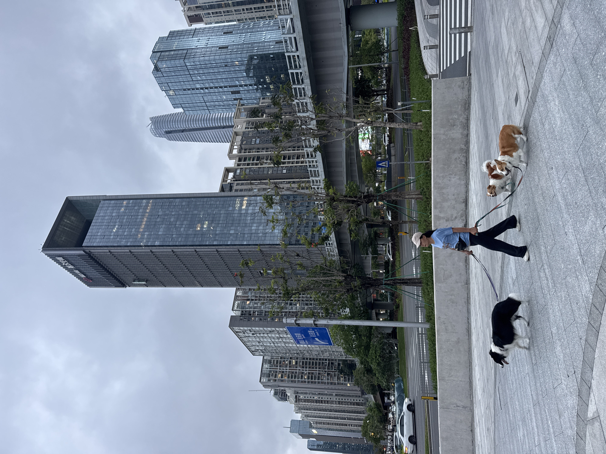 The image depicts a pedestrian in the Futian District of China walking three dogs on a paved sidewalk. The walker, facing left, wears a light-colored cap, a blue shirt, and dark pants with white shoes. One dog is black and white, while the other two are smaller and brown and white. The background features tall, modern skyscrapers under a cloudy sky. A road with parked cars is adjacent to the sidewalk. Street signs and trees are visible along the road. An elevated structure appears between the buildings.