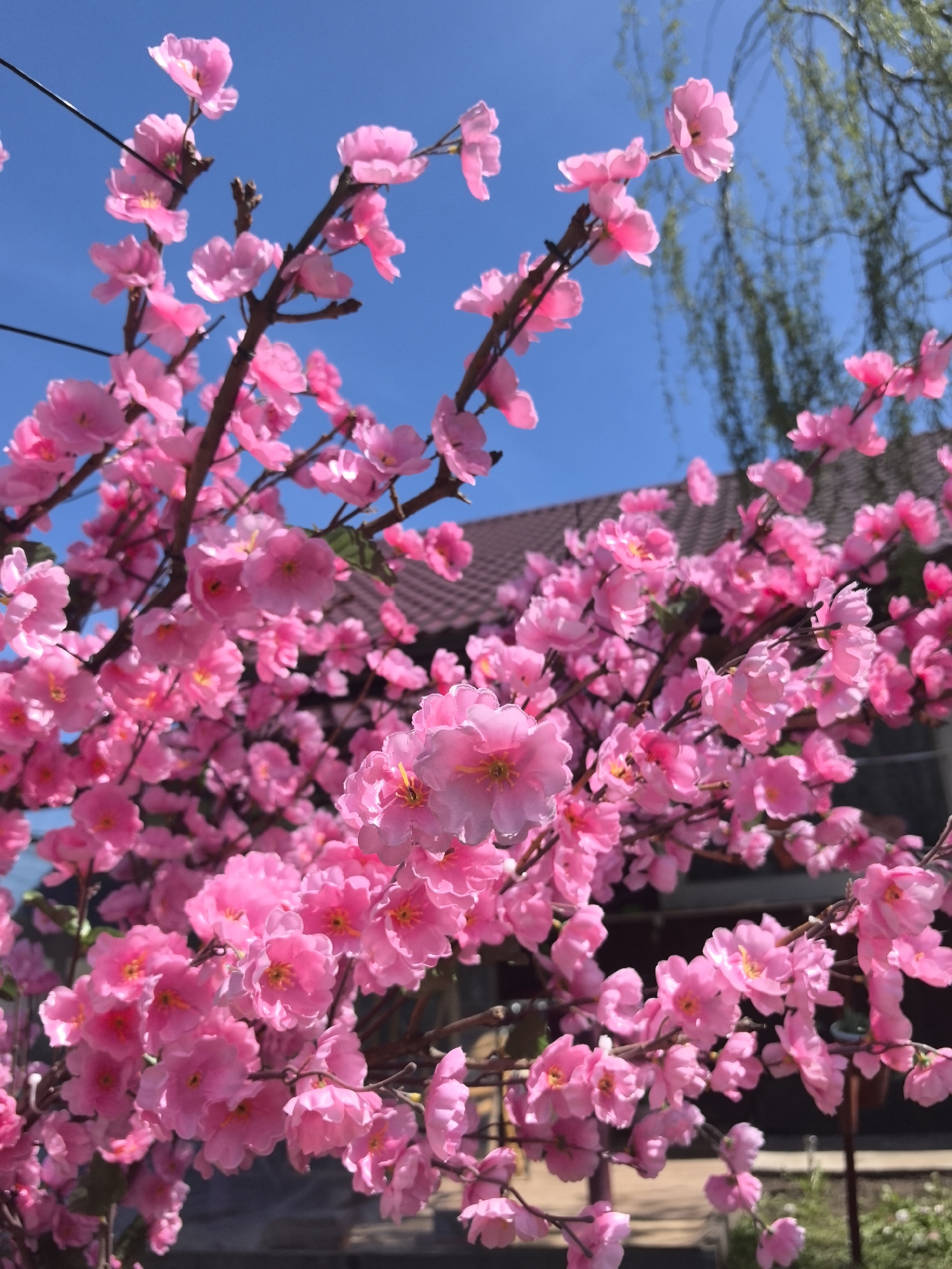 The image shows a close-up view of a tree with vibrant pink blossoms set against a bright blue sky. The blossoms appear dense and fully in bloom, obscuring much of the tree's branches. The background includes glimpses of a building with a reddish-brown tiled roof and the foliage of another tree, possibly a weeping willow, with its slender green leaves. The location is unspecified, and no people, actions, or interactions are visible. No evidence in this picture suggests it is located in Noviy, Russia.