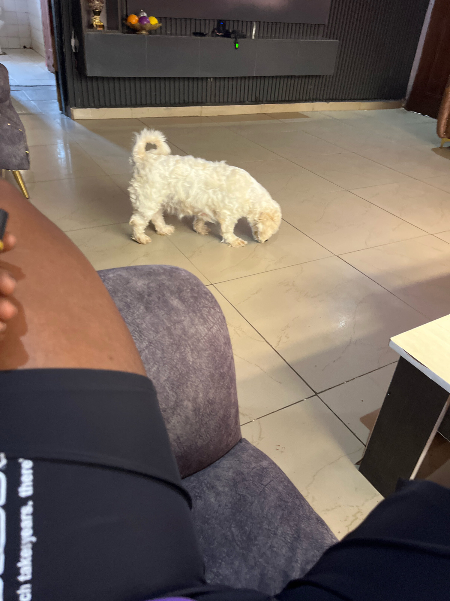 A small, fluffy, white dog is sniffing the floor in a tiled living room, its tail held high. The dog is positioned in the center of the frame. In the foreground, a person's legs and lap are visible, with the person seated on a purple upholstered armchair. The person is wearing dark clothing with white lettering. To the right, the corner of a light-colored table is visible. The background features a dark, ribbed wall panel with a shelf holding a trophy and decorative fruit. The scene appears to be indoors, likely in a residential setting within Jos, Nigeria.